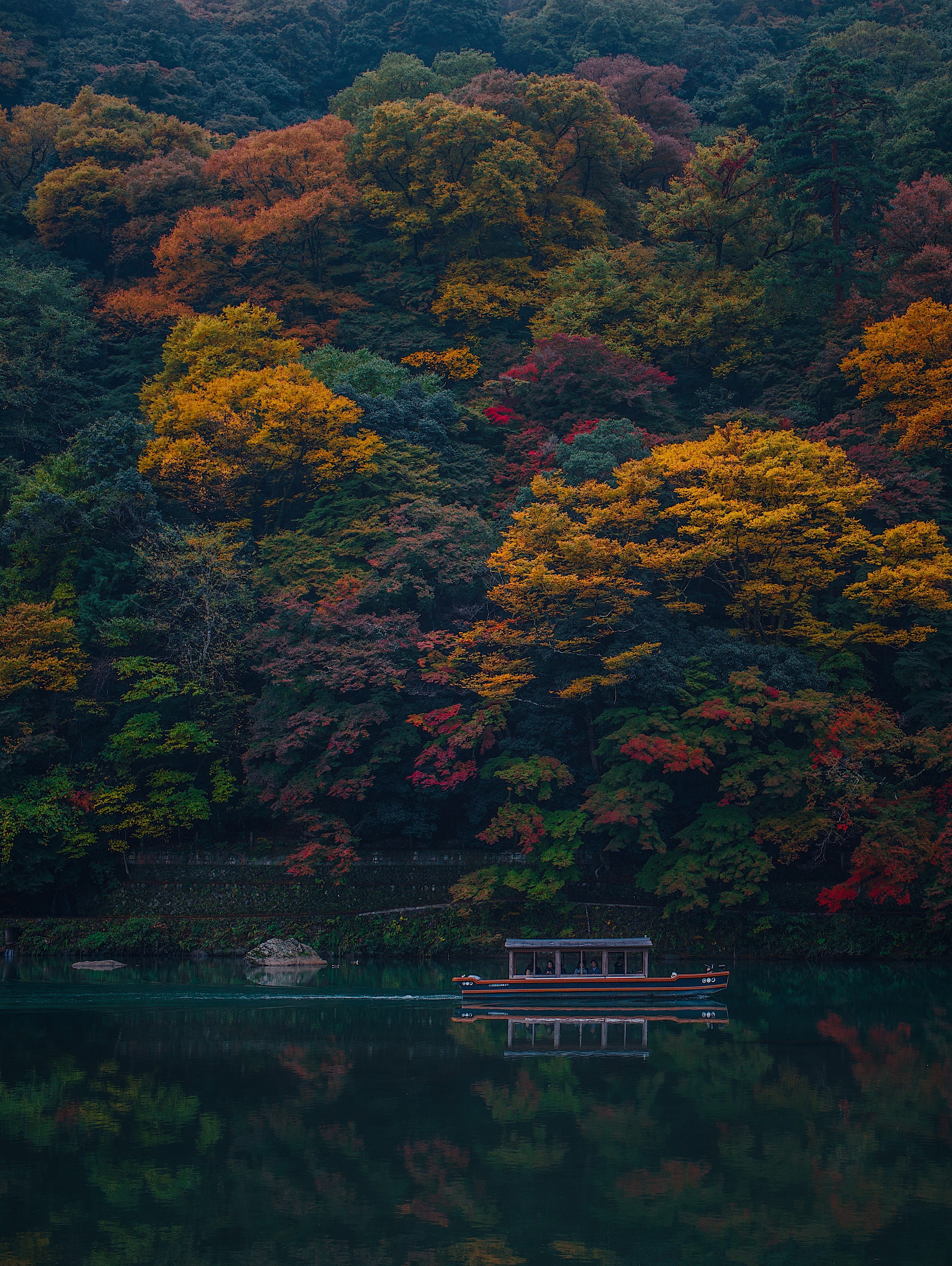 change, outdoors, plant, forest, 4K, scenics - nature, beauty in nature, trees, arashiyama, tour, color, no people, tree, kyoto, fall colors, tranquil scene, Phone HD Wallpaper