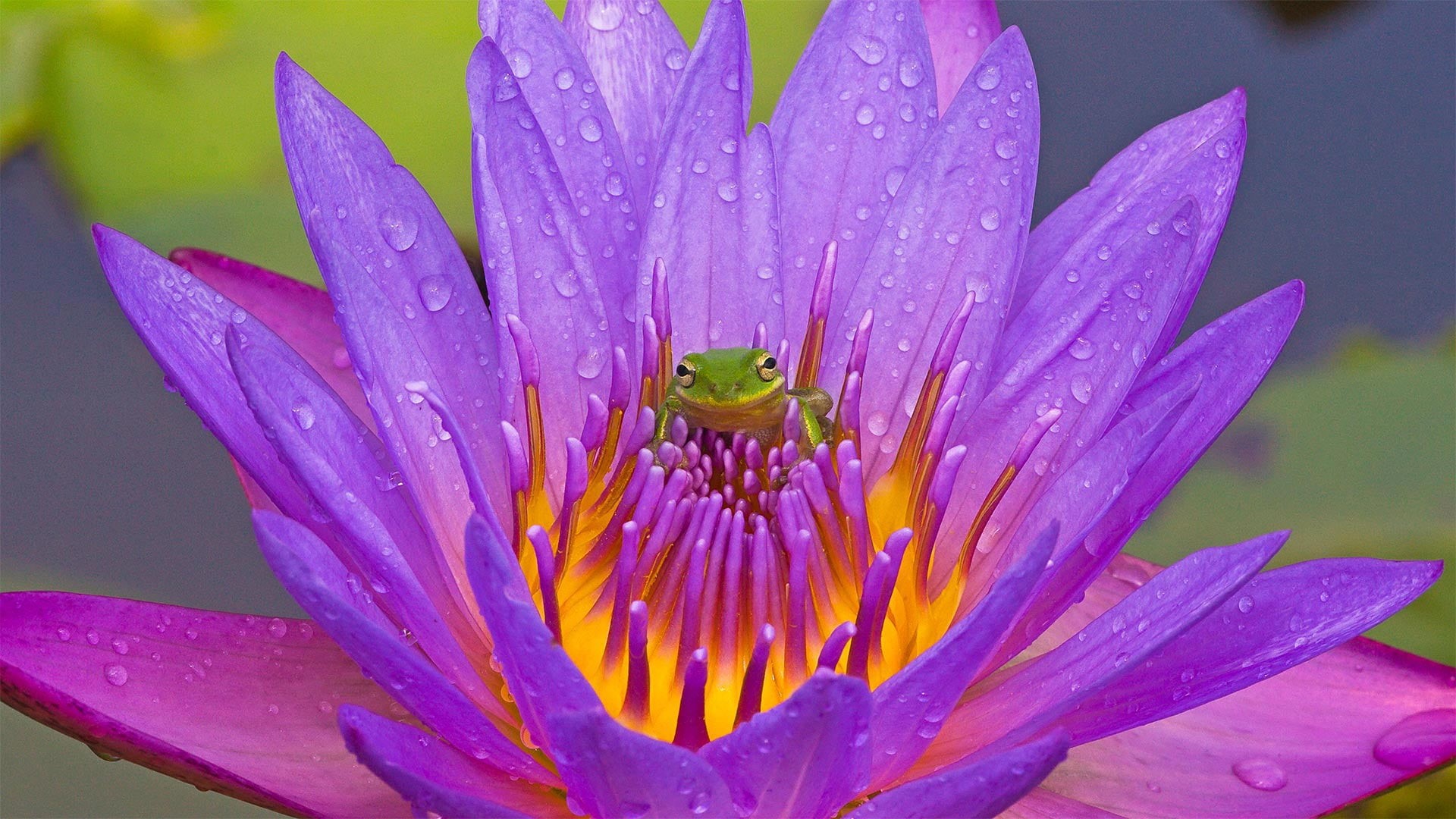 lake Kissimmee, FL, flower, 1080P, tree frog, HD Wallpaper