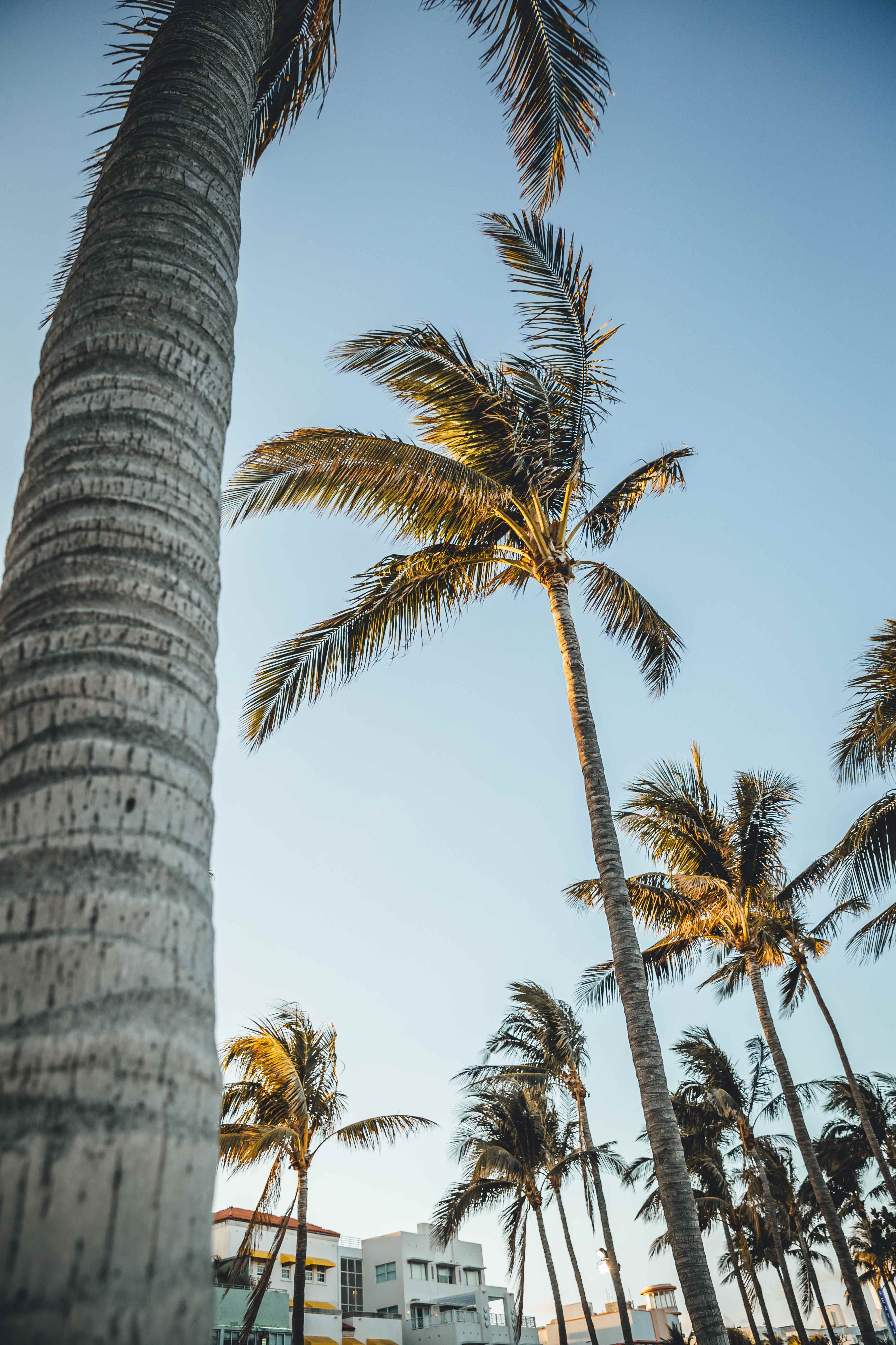 coconut, trees, clear sky, trunk, tropical tree, 5K, sandy wind, palm leaf, built structure, coconut palm tree, growth, ocean avenue, plant, vacation, Phone HD Wallpaper