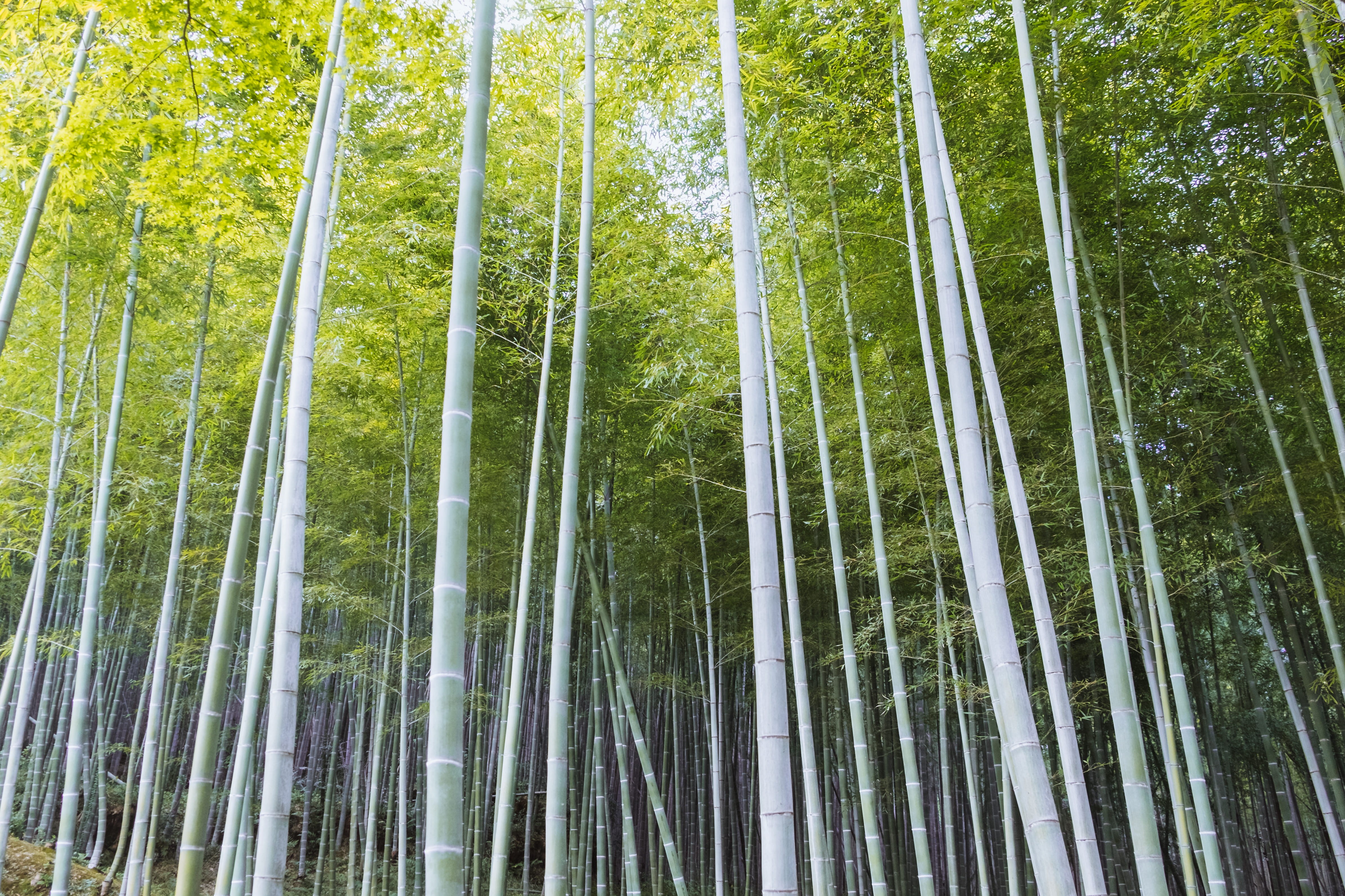 arashiyama, low angle view, tranquility, 4K, tree, bamboo, tall - high, growth, plant, beauty in nature, woodland, no people, japan, outdoors, trees, bamboo grove, HD Wallpaper