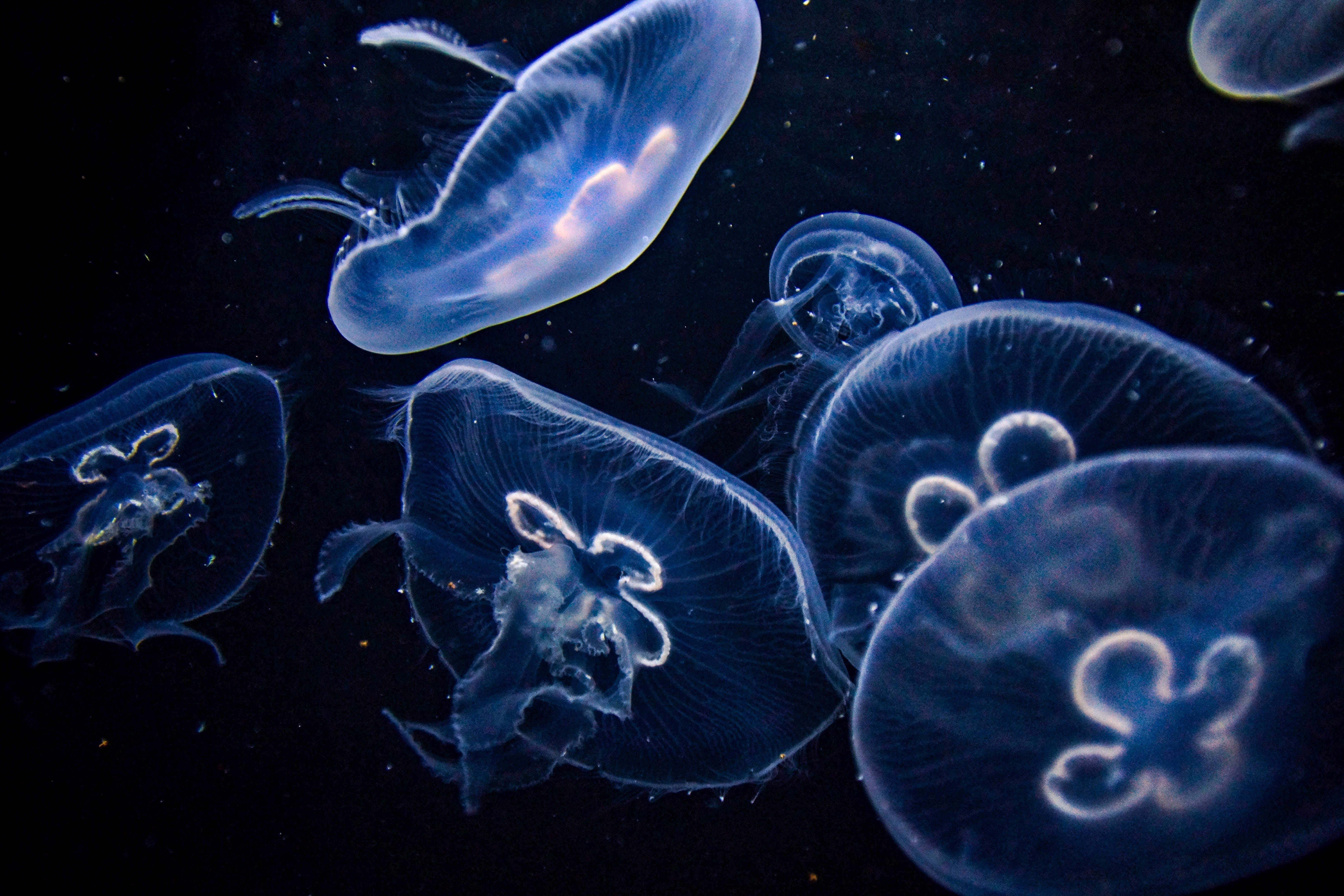 animals in captivity, sea life, animal themes, relax, swimming, nature, animal wildlife, aquarium, medusa, no people, sea, 5K, tank, floating on water, HD Wallpaper