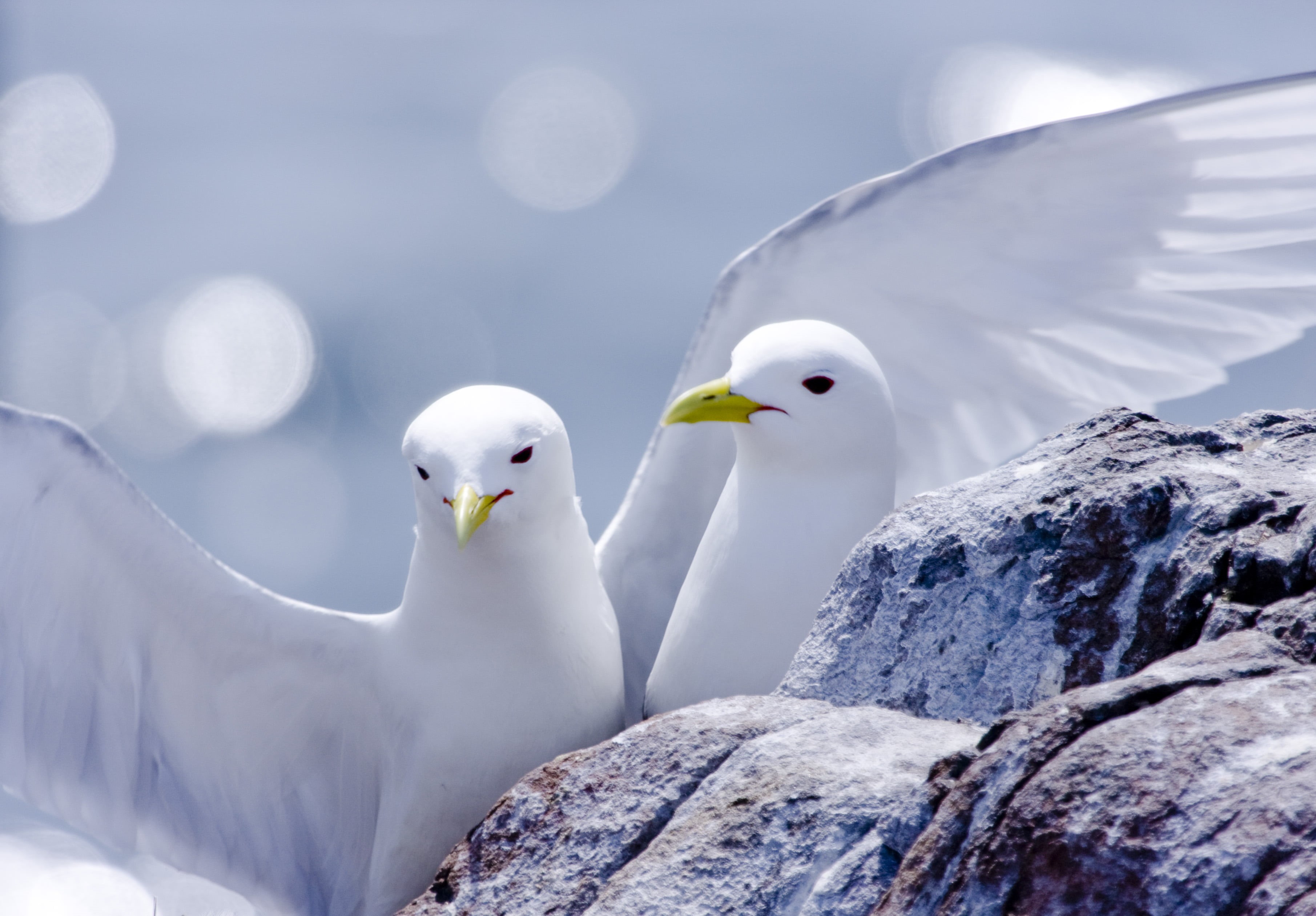 pair, white, rock, near, kittiwake, two, Bird Watcher, depth of field, BEJ, feather, depth, inner farne, animal, farne islands, Nature, wildlife, bird, HD Wallpaper