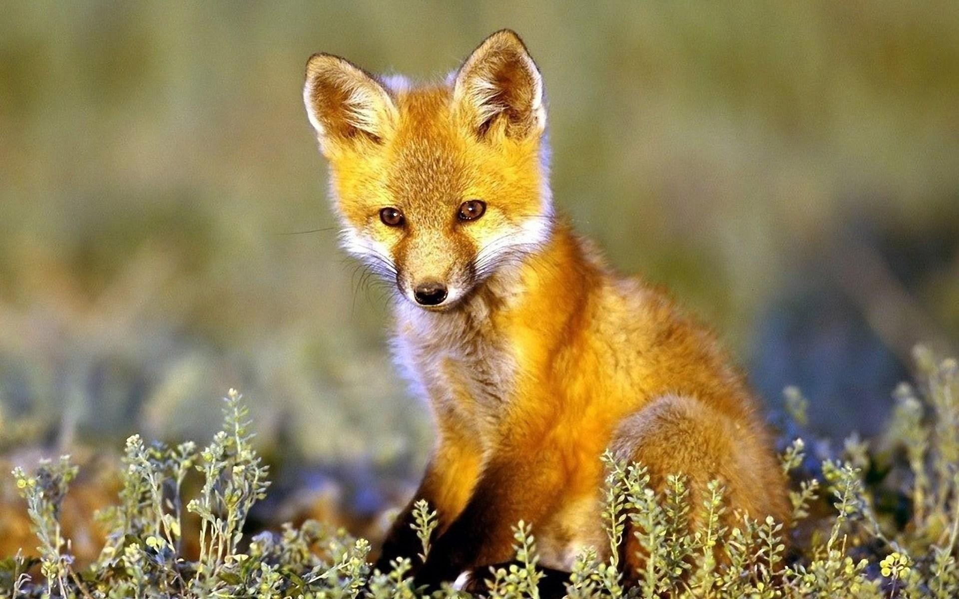 autumn, frolic, kitsune, fall, 1080P, baby, animals, grass, fox, field, music, brown, stare, HD Wallpaper