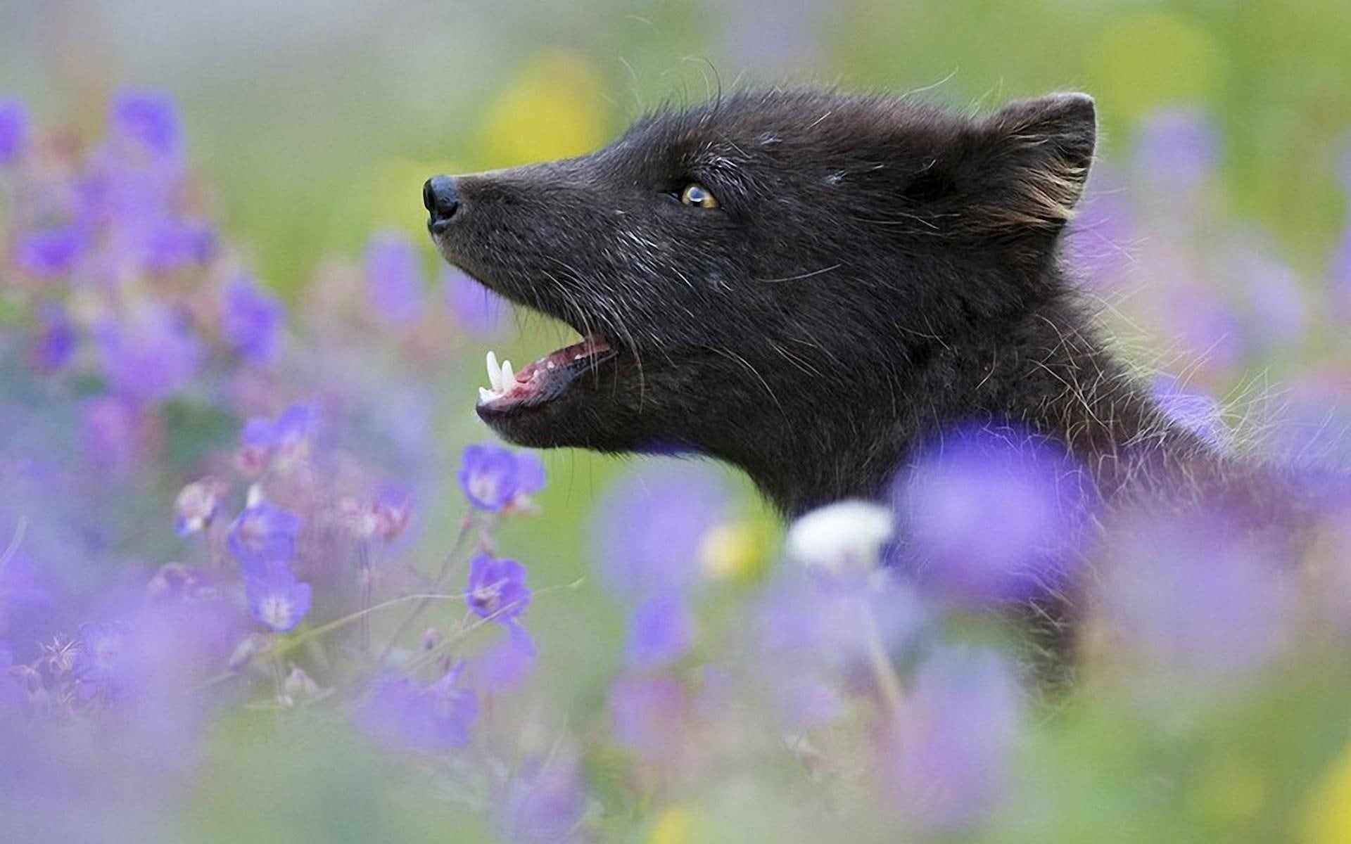 music, black, baby, field, grass, flowers, young, ears, beauty, 1080P, kitsune, animals, HD Wallpaper