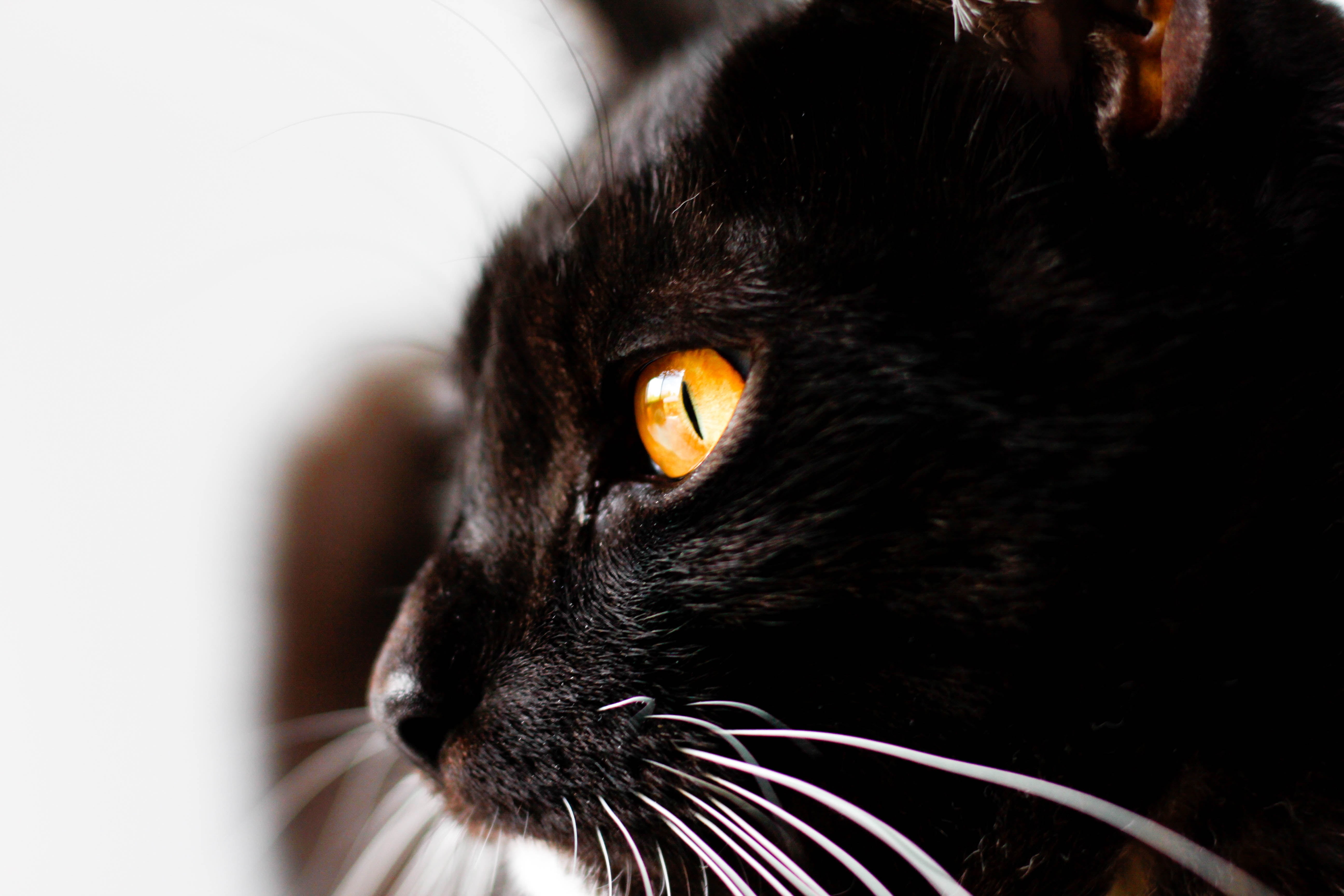 5K, pet, focus, kitten, shallow focus, amber, mammal, cat, feline, cute, eyes, whisker, portrait, domestic, downy, shallow, close-up, fur, Tier, black cat, HD Wallpaper