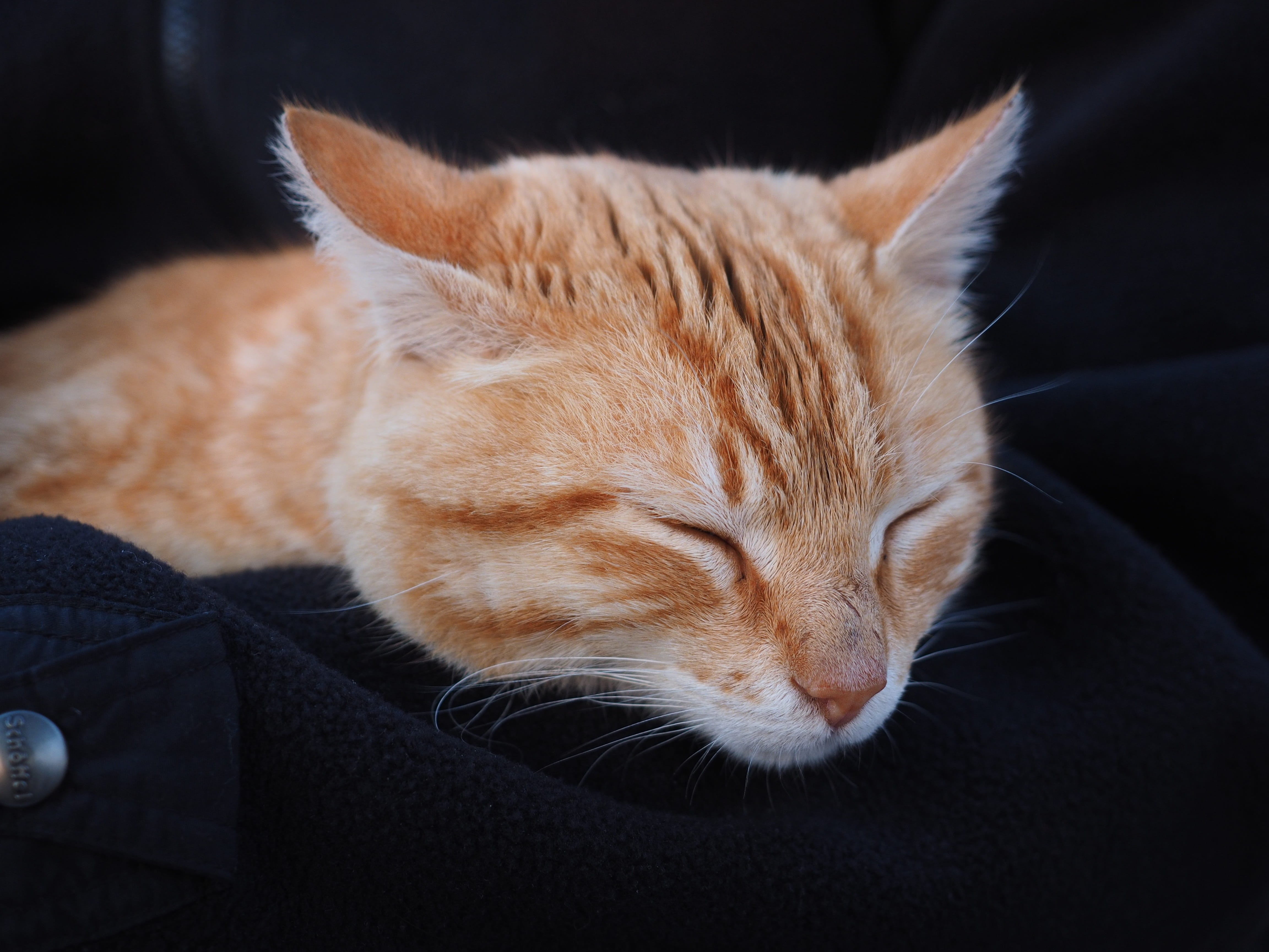 domestic Cat, resting, mammal, domestic Animals, orange, no people, napping, red, laying, relax, textile, orange tabby, animal body part, cute, 4K, red mackerel tabby, HD Wallpaper