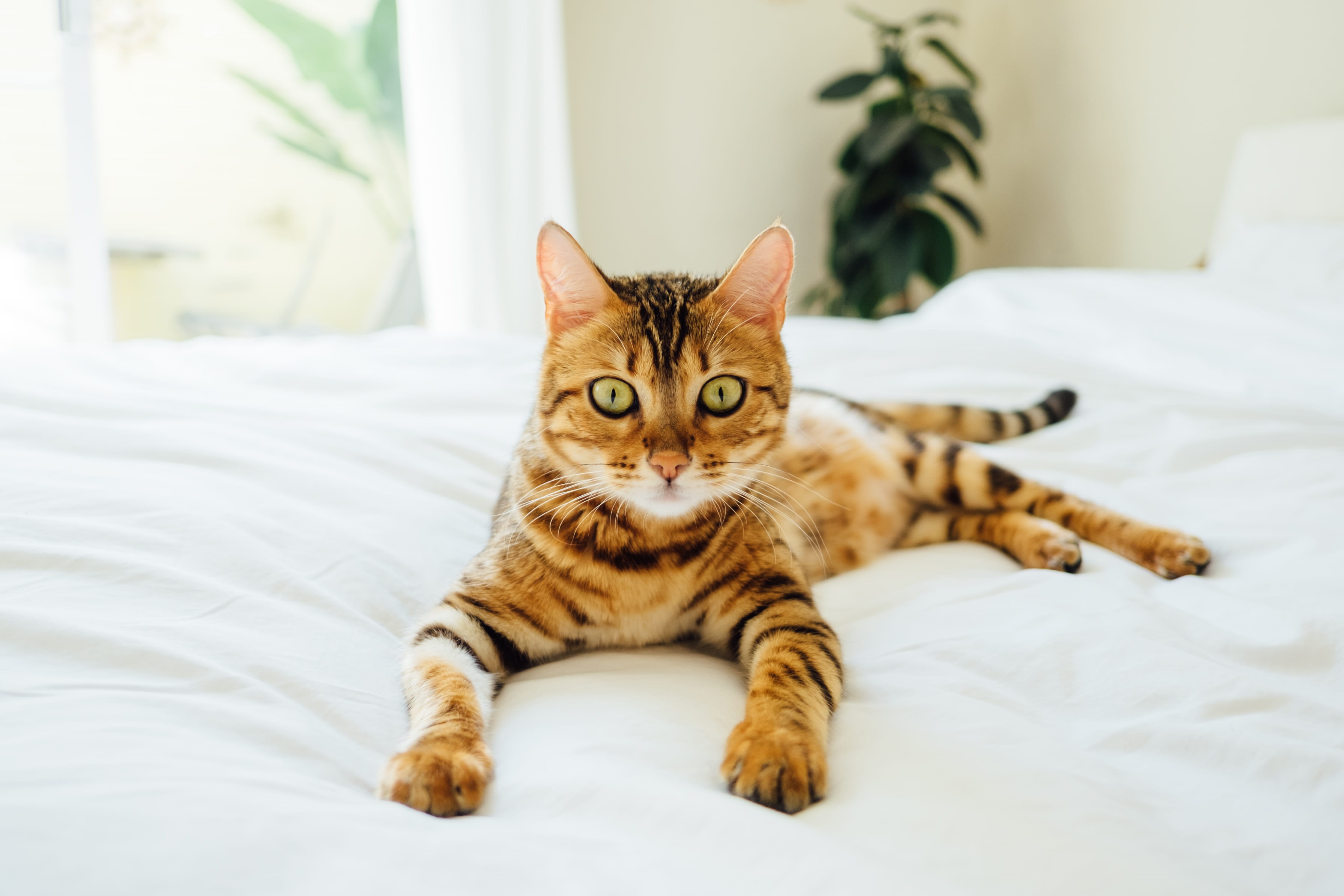 orange, bedroom, bed, vertebrate, relaxation, domestic, pet, young Animal, pets, lying Down, black, 4K, whisker, lying in, feline, black cat, brown, kitten, HD Wallpaper