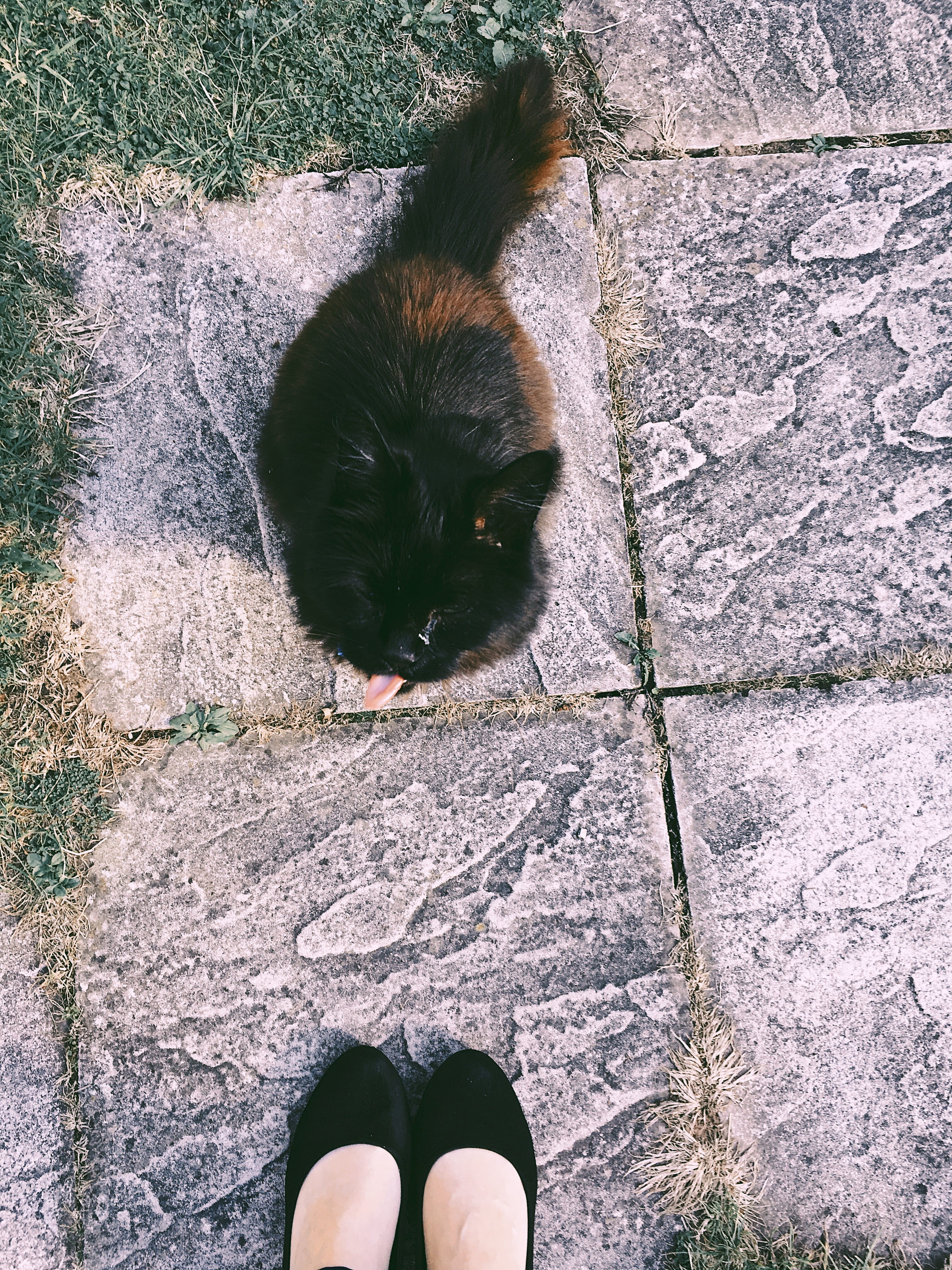tabby, little, stone, pet, cat face, ground, footwear, adorable, human leg, standing, kitty, vertebrate, body part, human foot, brown, grass, day, high angle shot, Phone HD Wallpaper