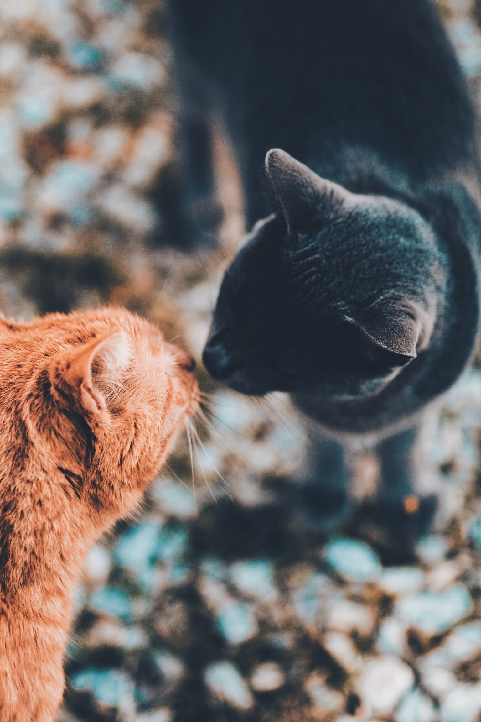smelling, animal themes, animal nose, focus on foreground, whisker, animal, vertebrate, animal head, no people, close-up, orange, feline, 1080P, black, Phone HD Wallpaper