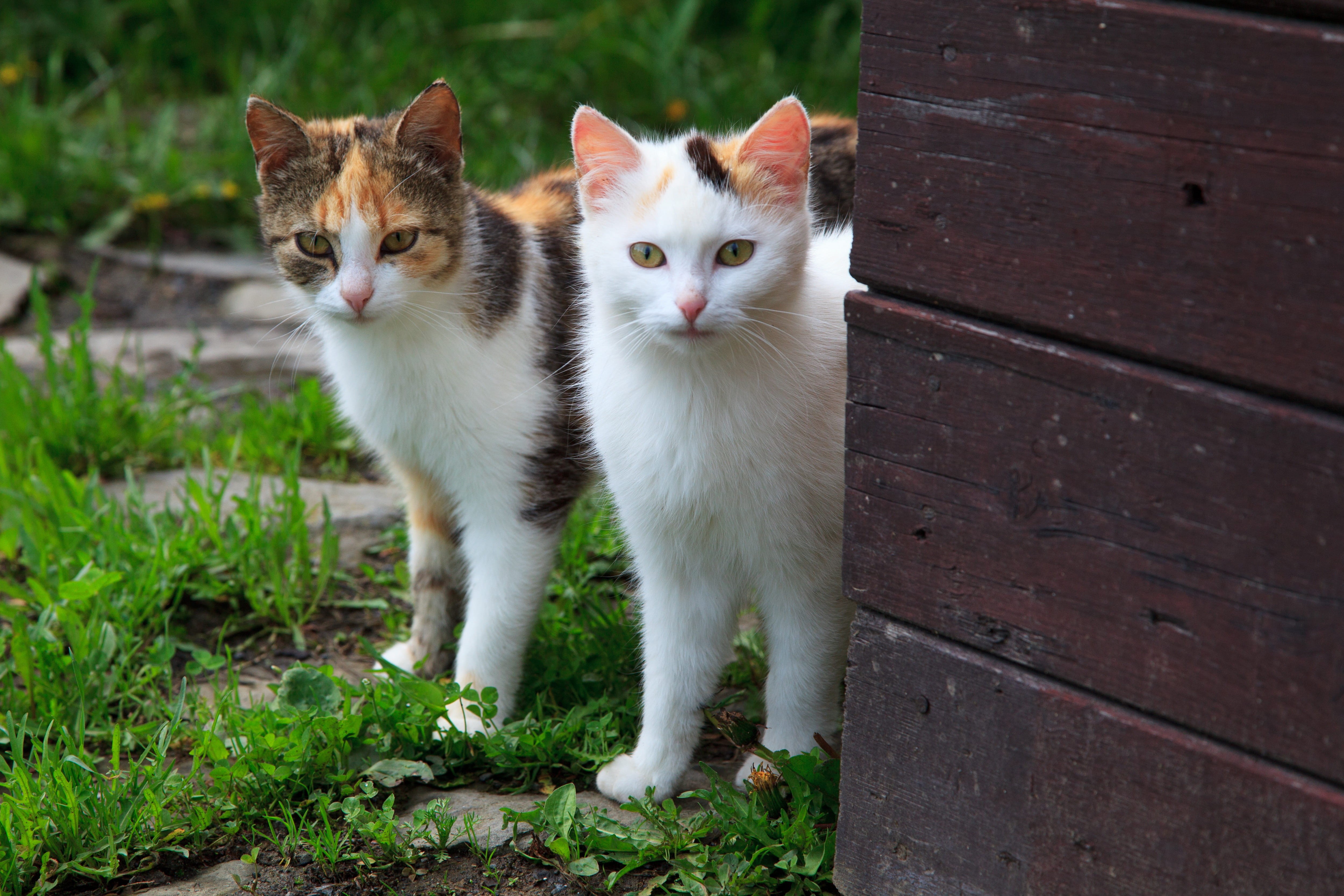 fur, daytime, animal, no people, short, cats, plant, 4K, pets, beside, domestic cat, board, little, cat, two, ginger cat, animal themes, sweet, mammal, HD Wallpaper