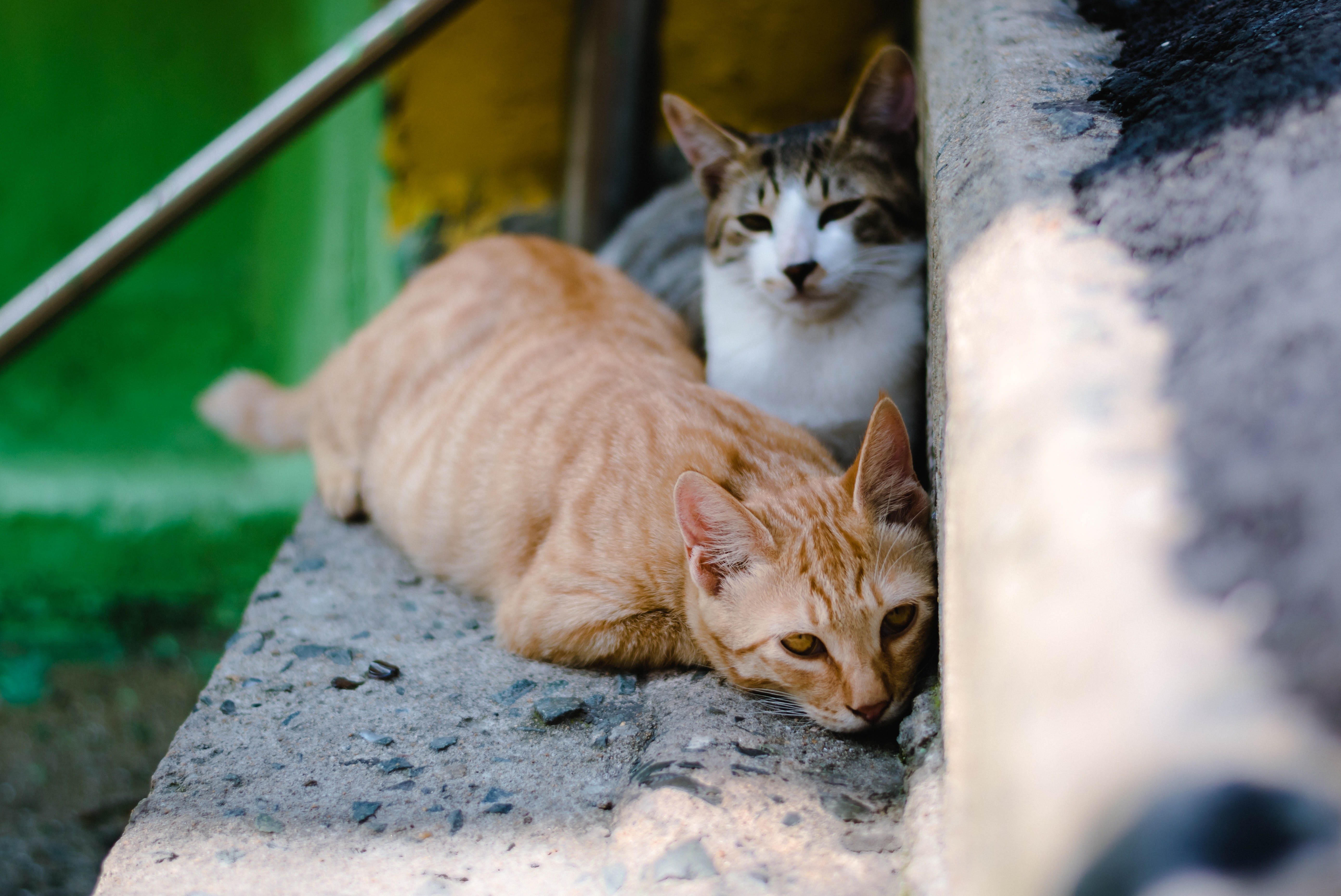 stone, tabby, domestic animals, portrait, steps, pets, selective focus, cats, 5K, step, two animals, brown, feline, no people, every, vertebrate, relaxation, HD Wallpaper