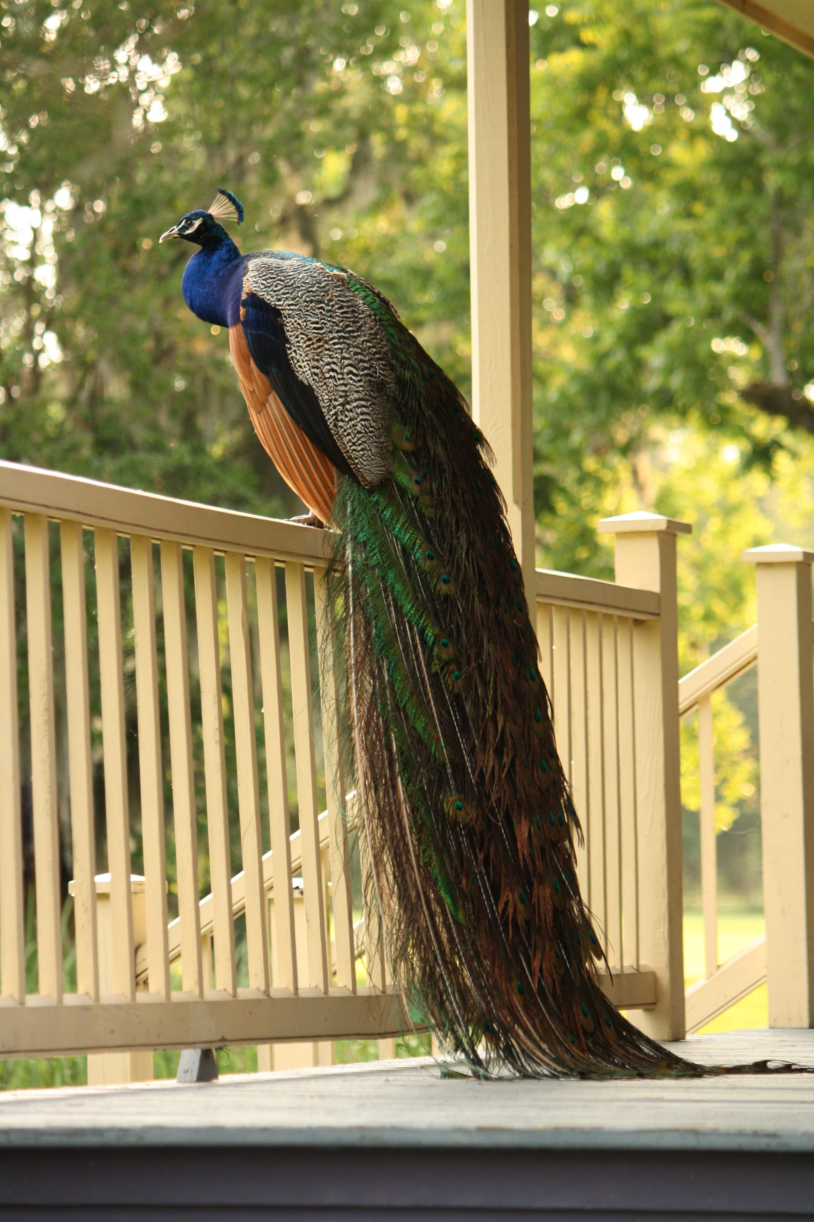 no people, elegance, one animal, animal themes, profile view, daytime, vertebrate, porch, wooden, trees, side view, peacock, day, animals in the wild, outdoors, Phone HD Wallpaper