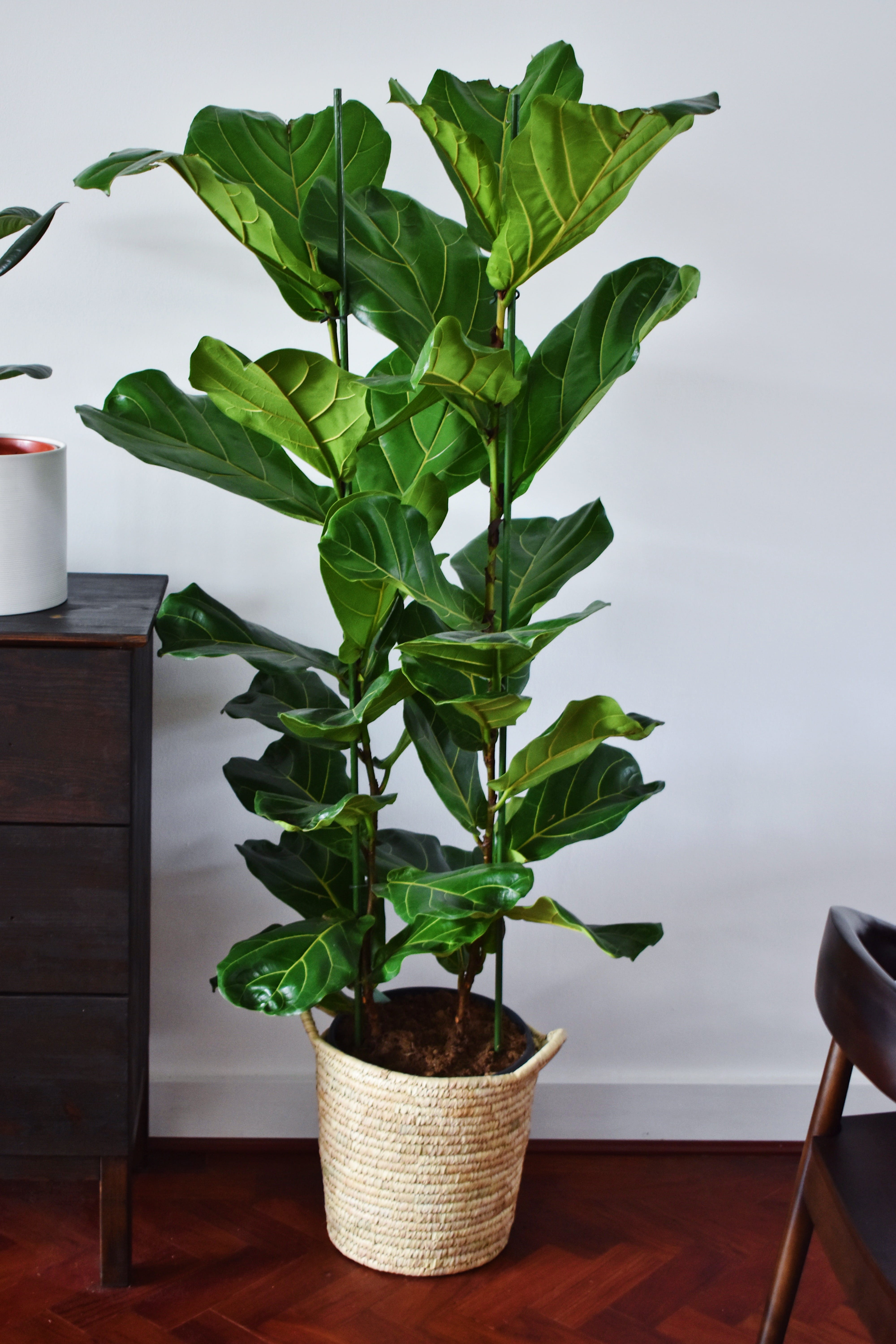 plants, home decor, leaf, furniture, near, interior design, display, no people, home interior, potted plant, screen, monitor, close-up, green color, cabinet, Phone HD Wallpaper