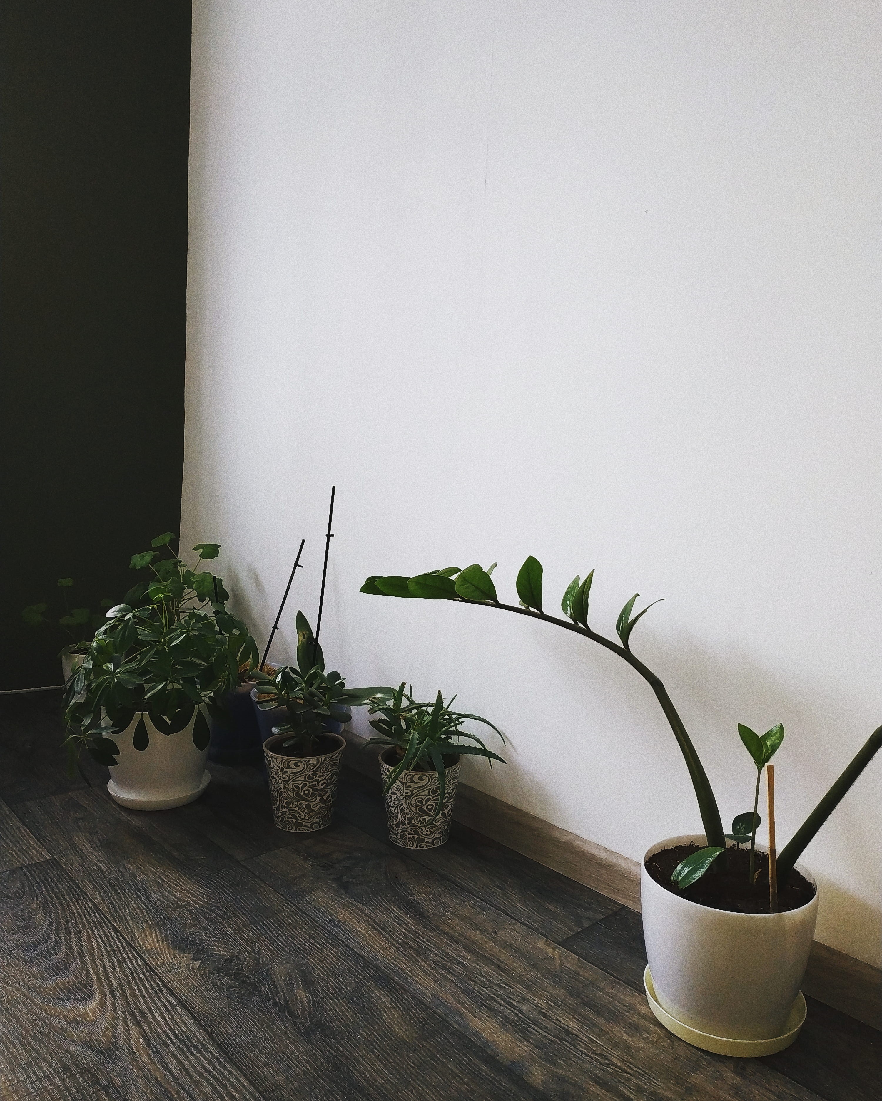 green color, houseplant, Minimum, jar, copy space, wall - building feature, flower arrangement, Minimal, White, home interior, herb, Home, wood - material, Phone HD Wallpaper