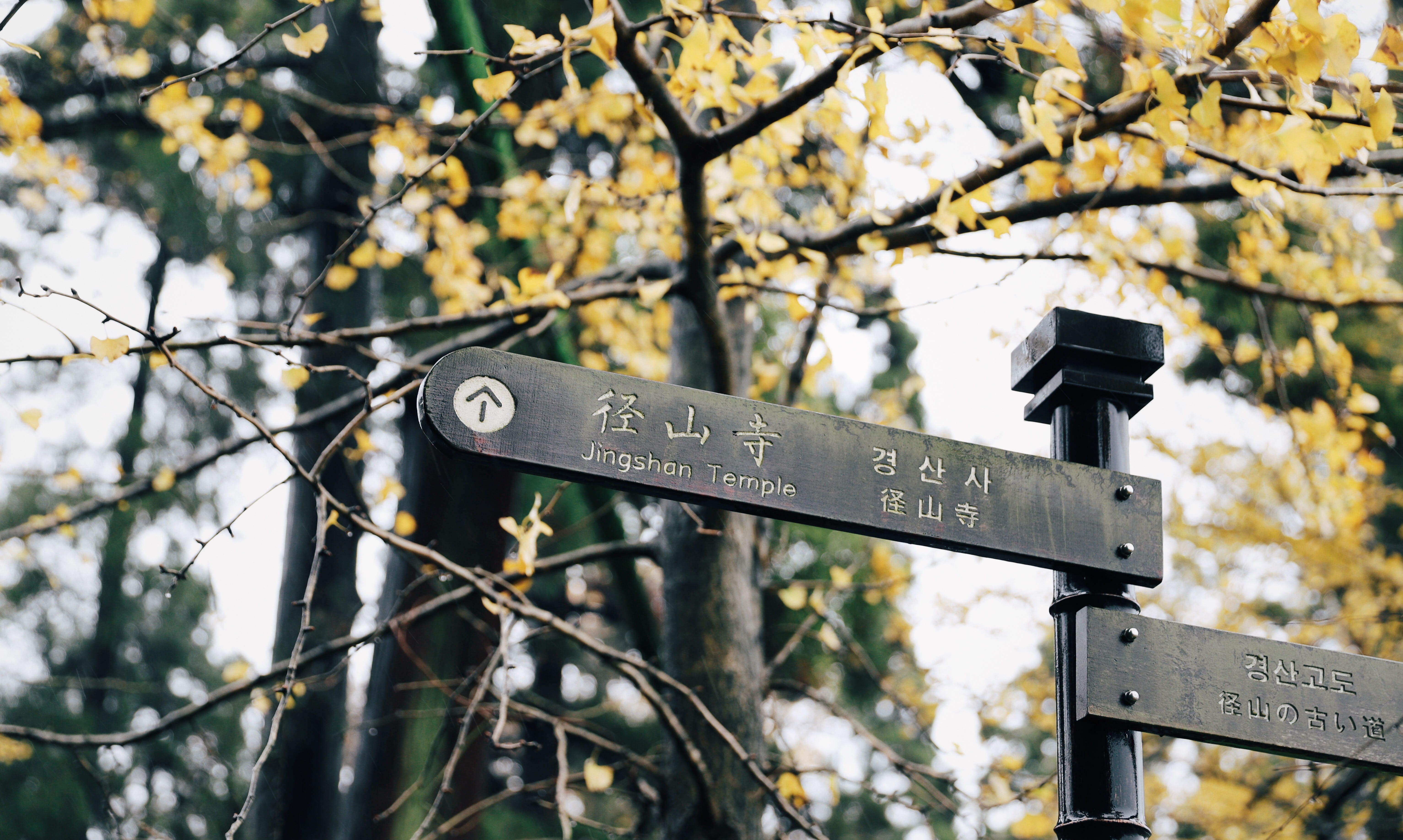 handrail, cherry blossom, symbol, nature, plant, tree, no people, leaf, lamp post, branch, close-up, text, metal, building, number, near, blossom, flower, HD Wallpaper
