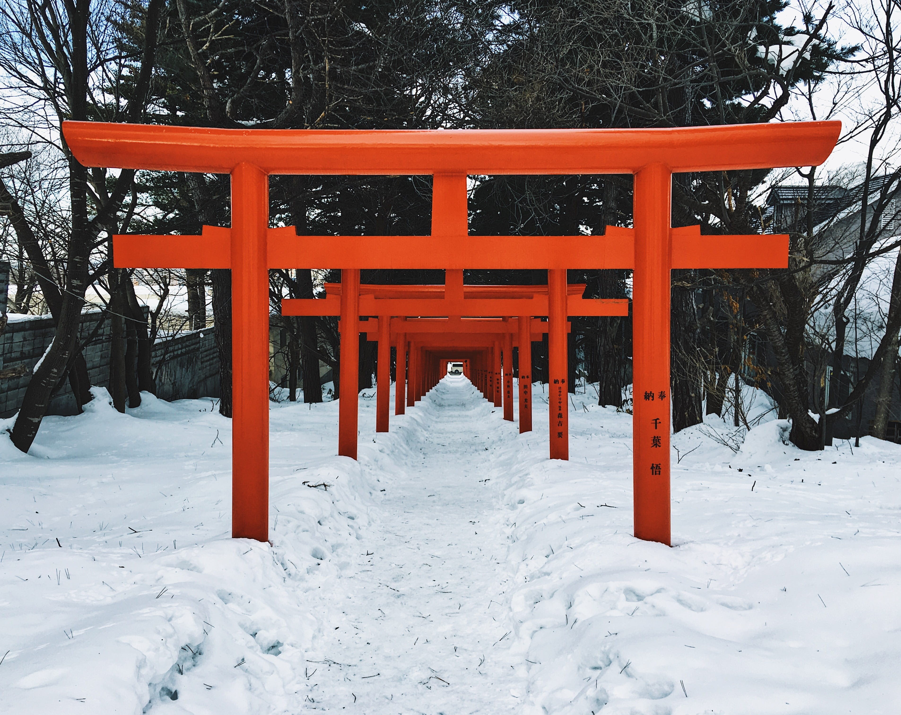 white color, Torii, cold temperature, tranquility, orange color, Sapporo, weather, no people, red, day, Snow, 2K, architecture, tree, built structure, HD Wallpaper