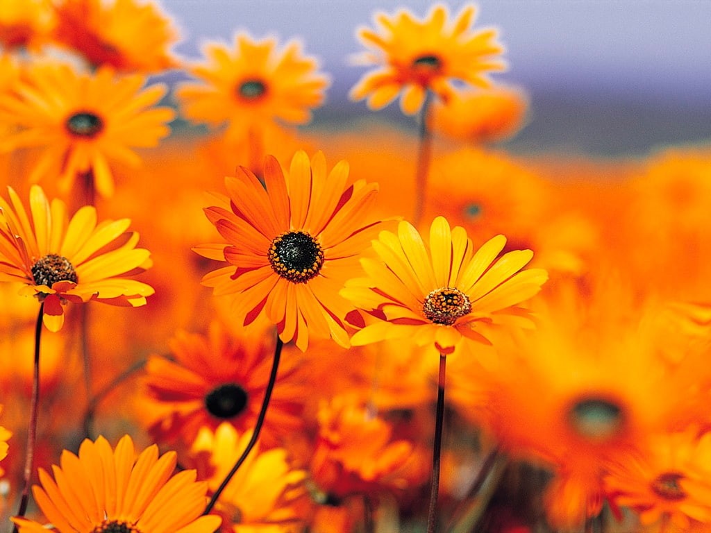 art, Garden, hd, Flowers, 480P, orange, nature, HD Wallpaper