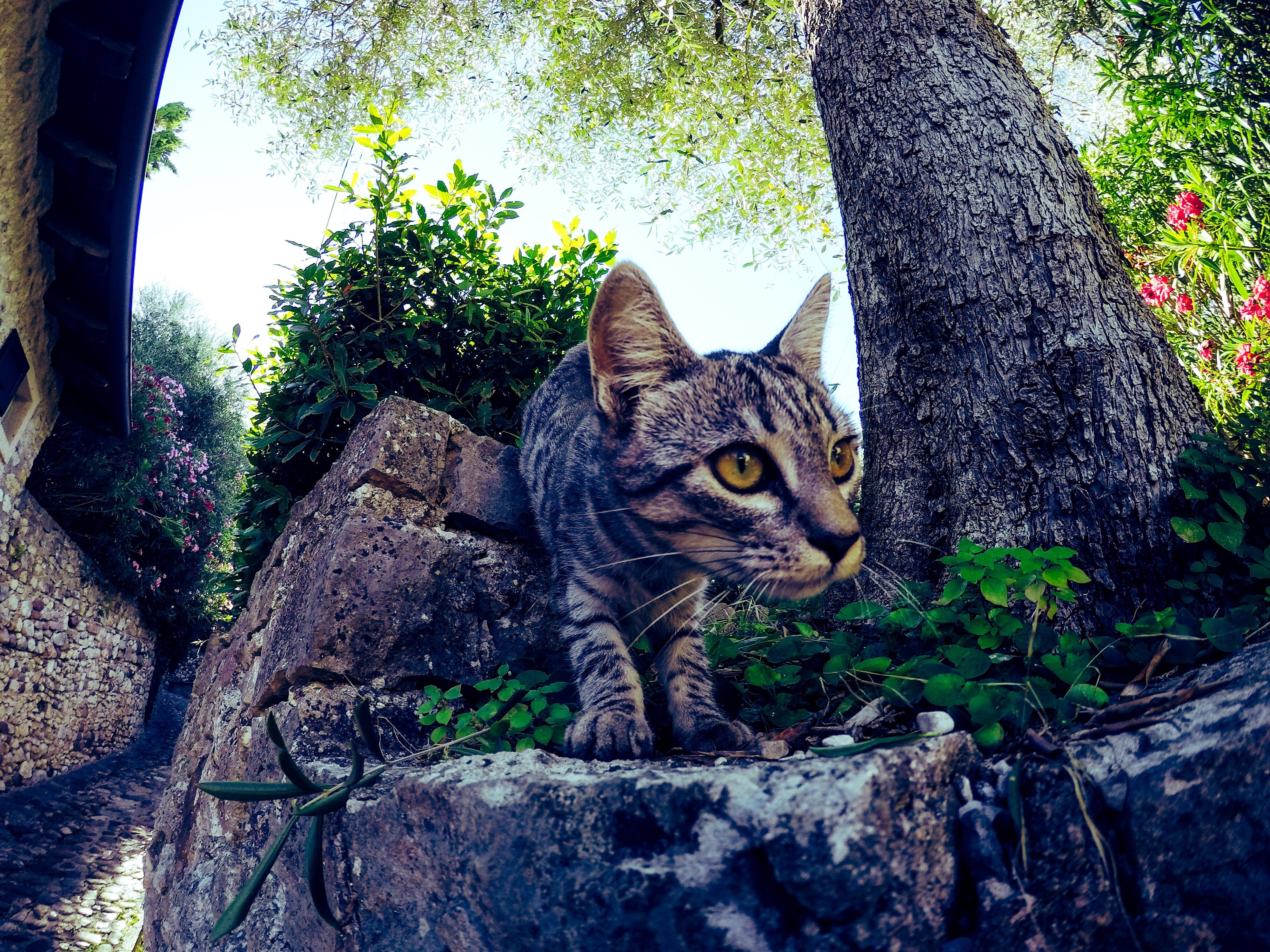 cute, whisker, green, mammal, 4K, face, outdoors, animal, gopro, trunk, no people, tabby, tree trunk, torri del benaco, looking at camera, plant, portrait, HD Wallpaper