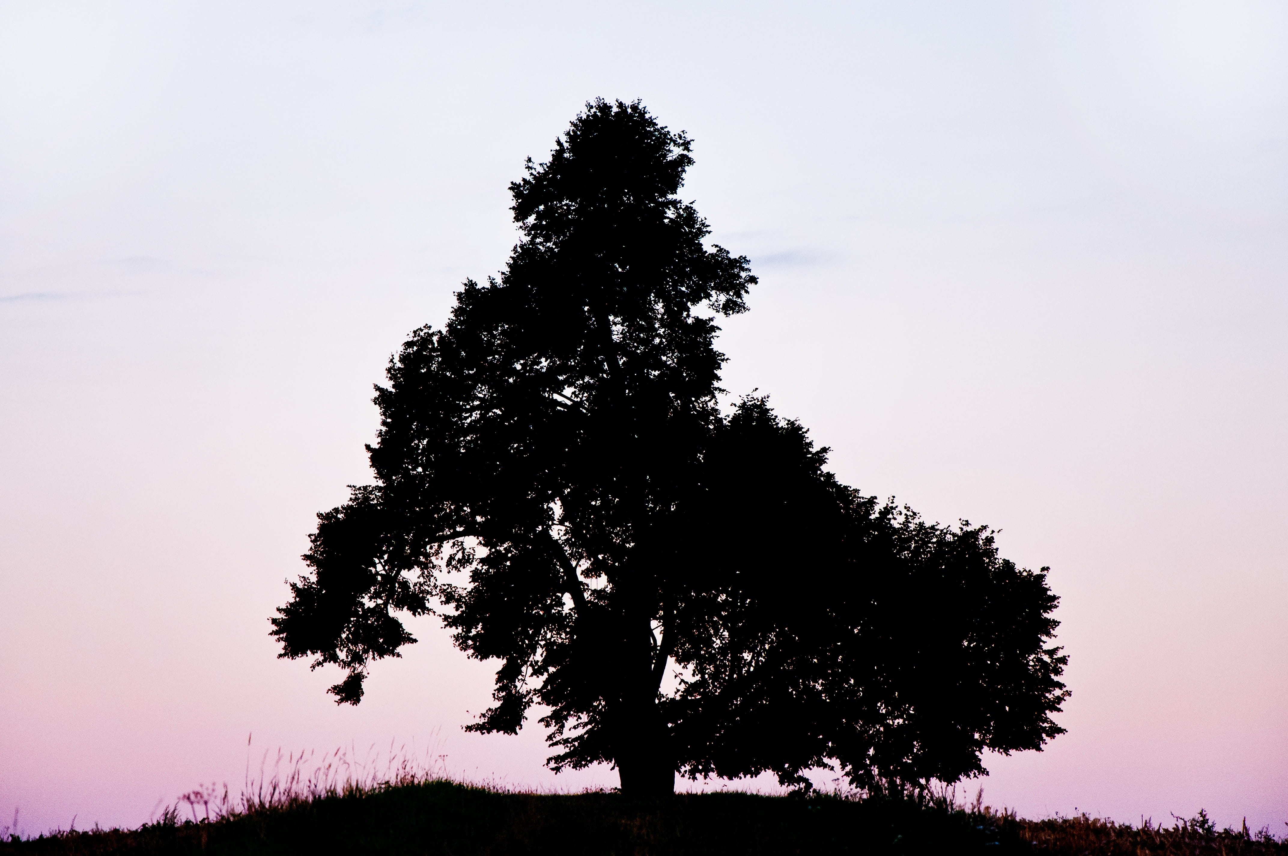 sunset, hill, freiburg, tranquility, nature, low angle view, environment, growth, silhouette, no people, plant, outdoors, mood, field, non-urban scene, HD Wallpaper