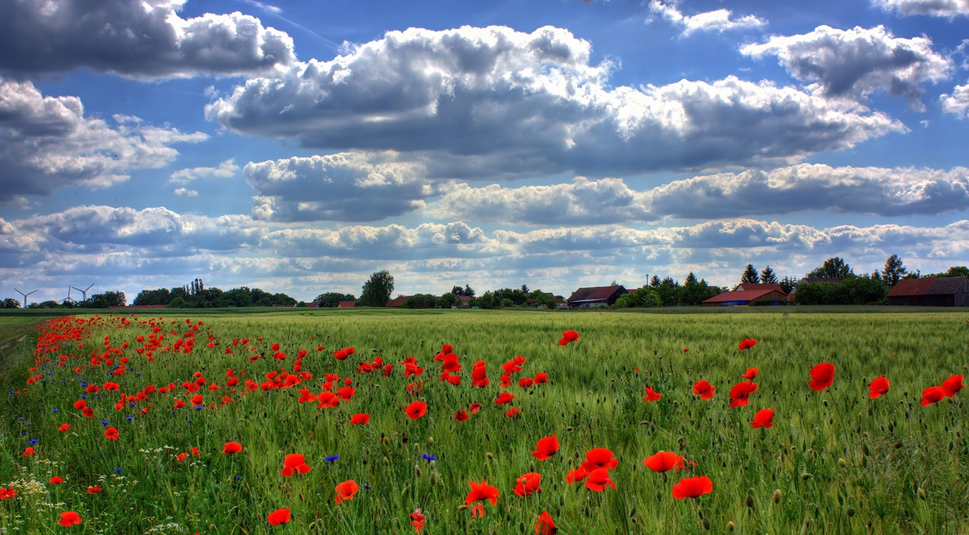 land, beauty In Nature, idyllic, agriculture, backgrounds, day, sky, sunlight, landscaped, blossom, multi Colored, bright, freshness, brandenburg, nature, HD Wallpaper