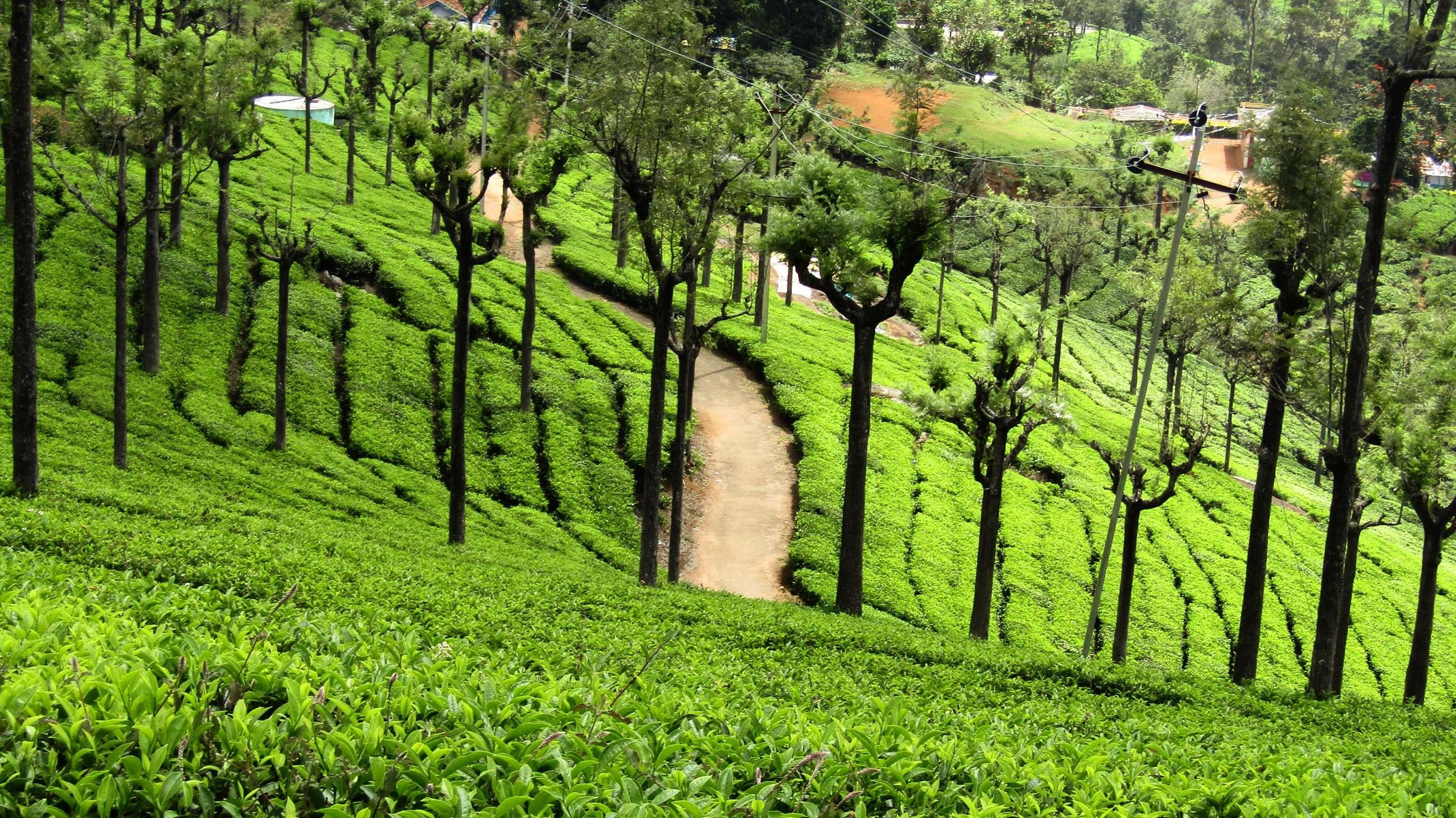 no people, ooty tea estate, growth, landscape, environment, outdoors, plantation, foliage, day, scenics - nature, tranquil scene, lush foliage, agriculture, HD Wallpaper