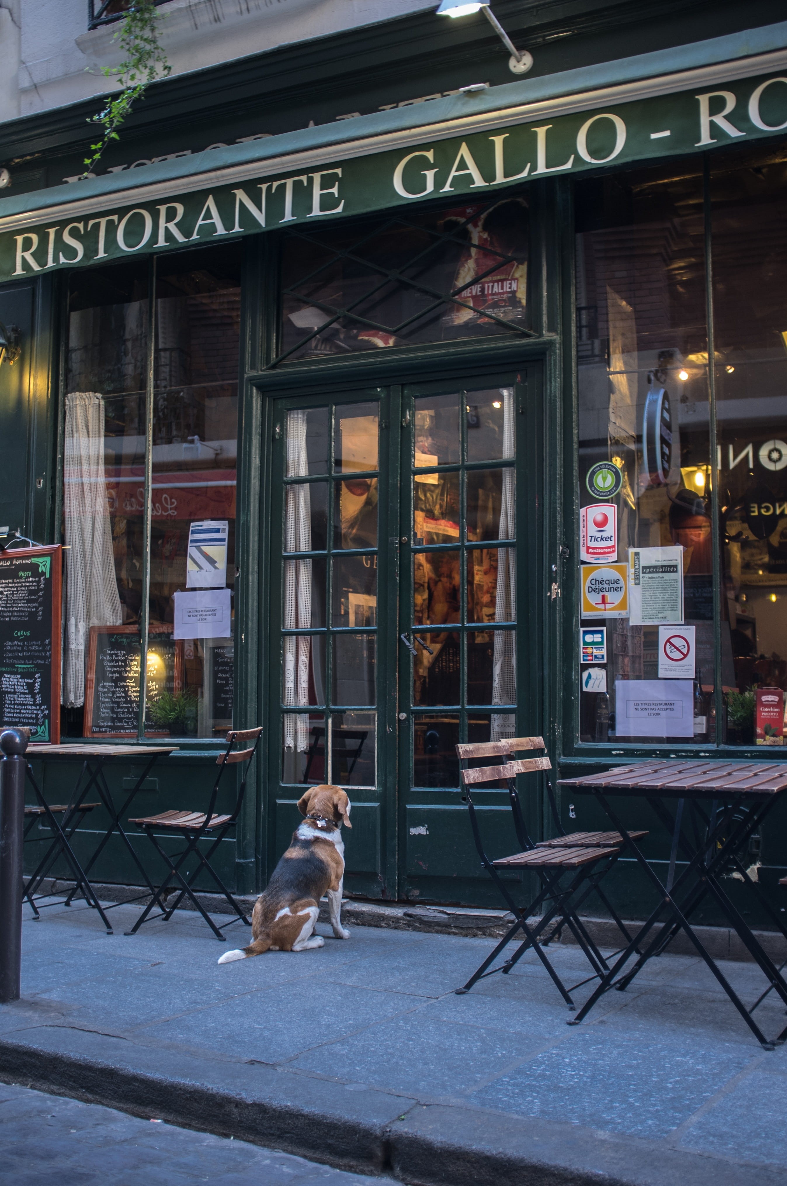 French Restaurant, built structure, building exterior, pets, 4K, vertebrate, Brewery, illuminated, patience, canine, architecture, france, mammal, domestic animals, Phone HD Wallpaper