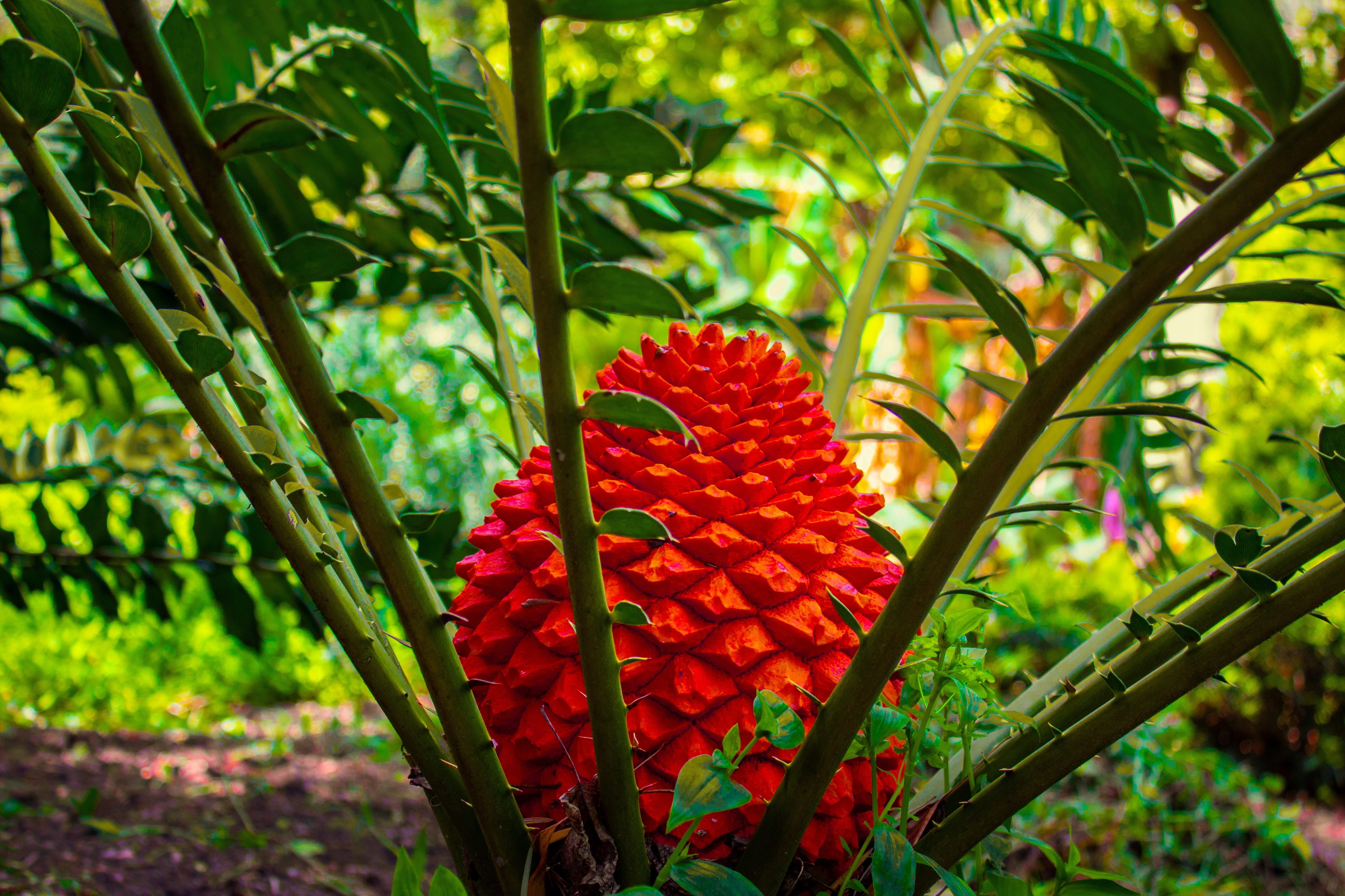 green color, red, bulb, day, food, ancient, cycadophyta, petal, cycad, trunk, no people, prehistoric, seed, close-up, inflorescence, stout, stiff, beauty in nature, HD Wallpaper