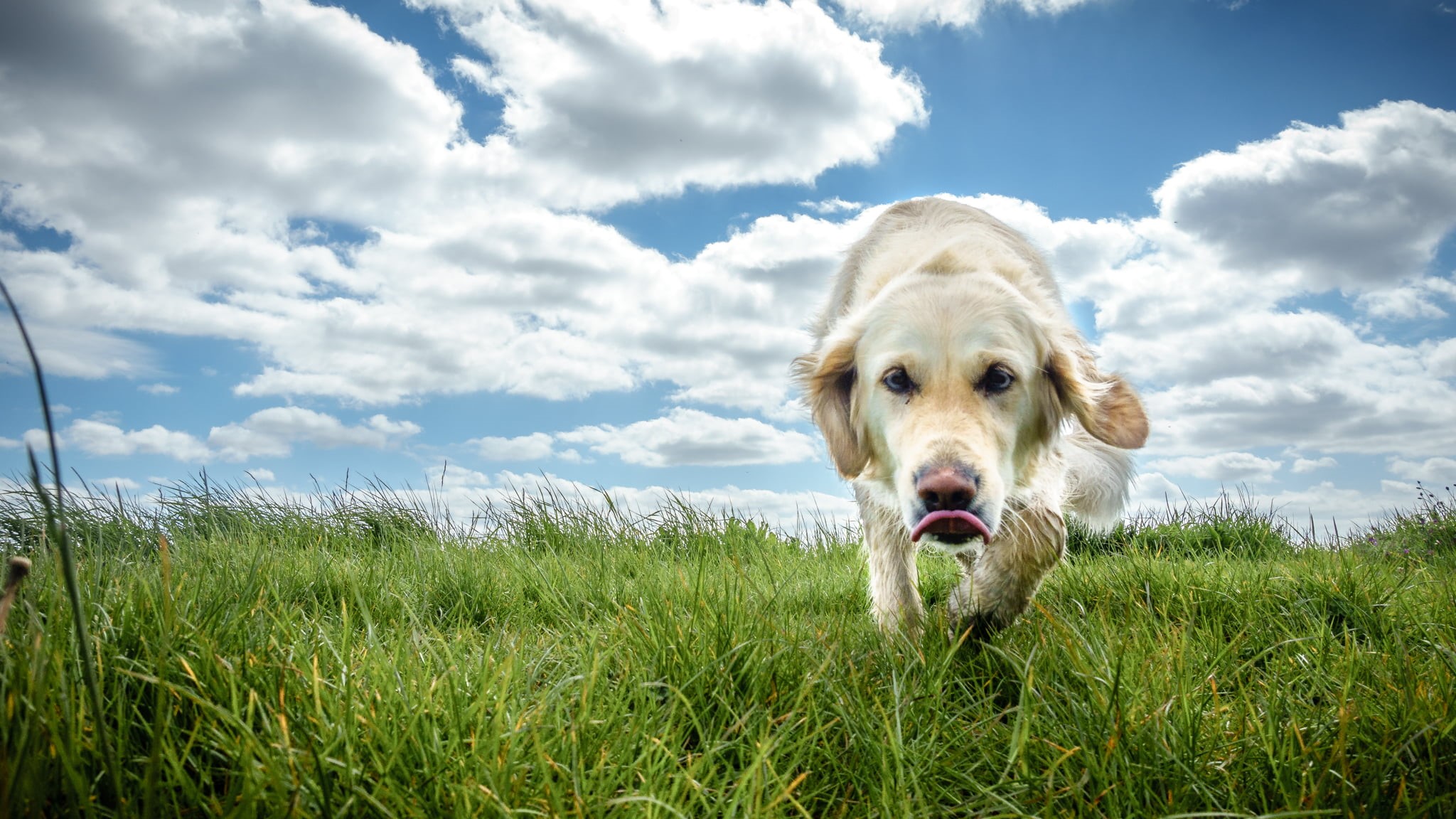 green grass, retriever, IE, city, dog, green, Color, clouds, Golden Retriever, golden, europe, animal, grass, compact, blue, street photography, canine, HD Wallpaper