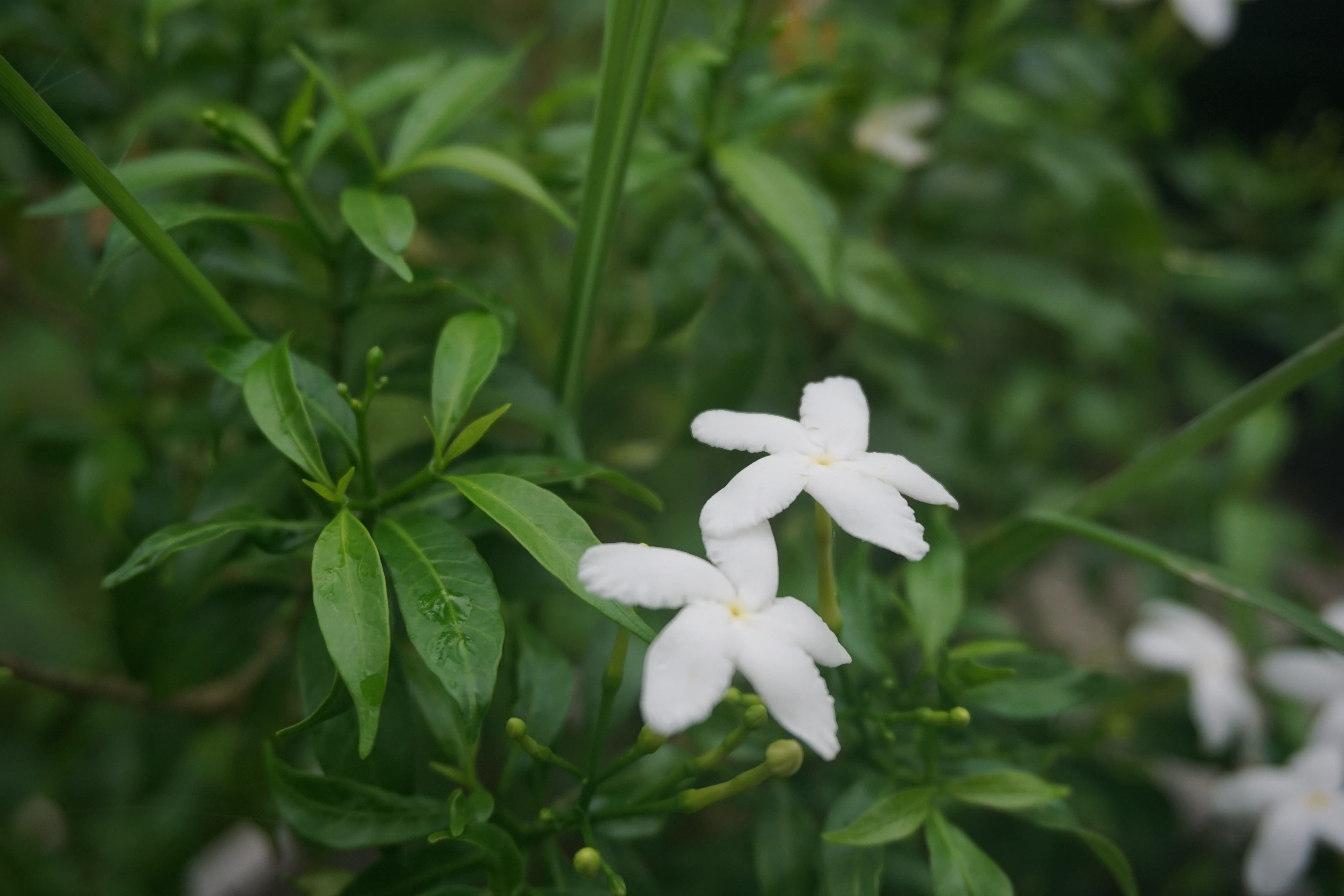 plant, focus on foreground, 5K, green color, vulnerability, inflorescence, ateuk lueng ie, flower head, growth, petal, close-up, beauty in nature, freshness, HD Wallpaper