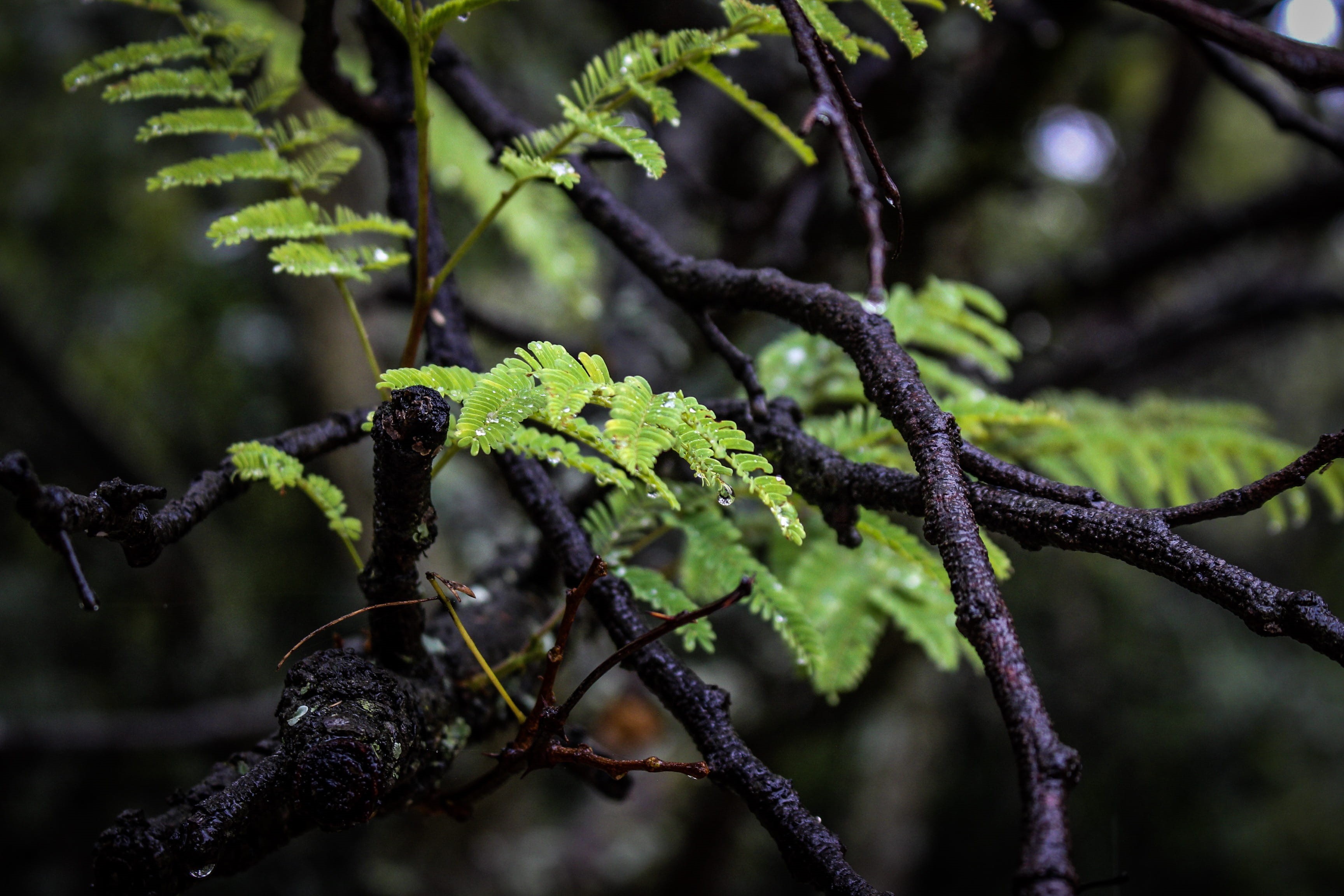 close-up, selective focus, focus on foreground, misty, rademeyers, outdoors, south africa, experience, rainy, day, pretoria, greenery, water, freshness, HD Wallpaper