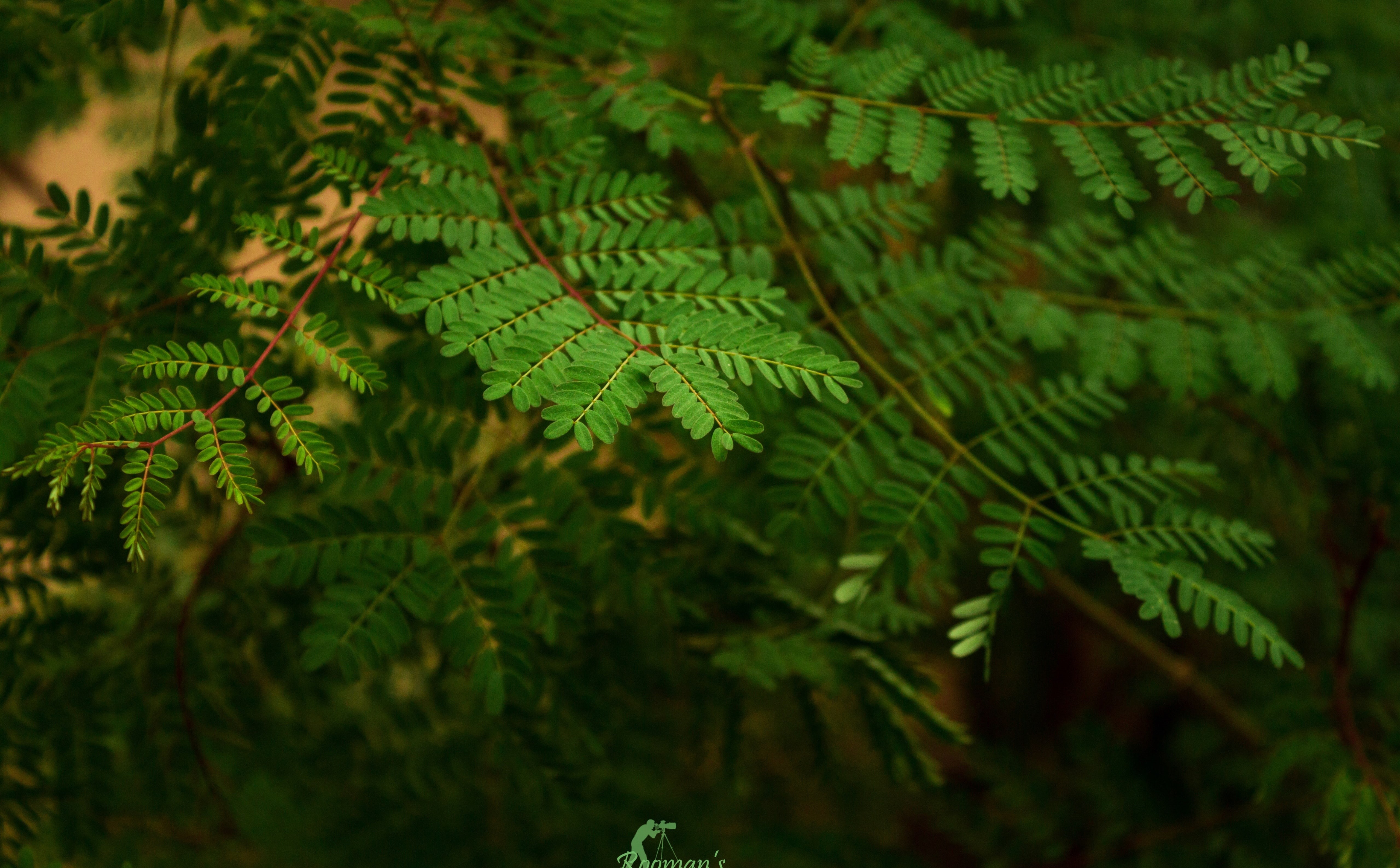 high angle view, 5K, close-up, tree, nice, natureporn, no people, Aero, Fresh, fern, green color, leaves, beautiful, awesome, wander, focus on foreground, HD Wallpaper