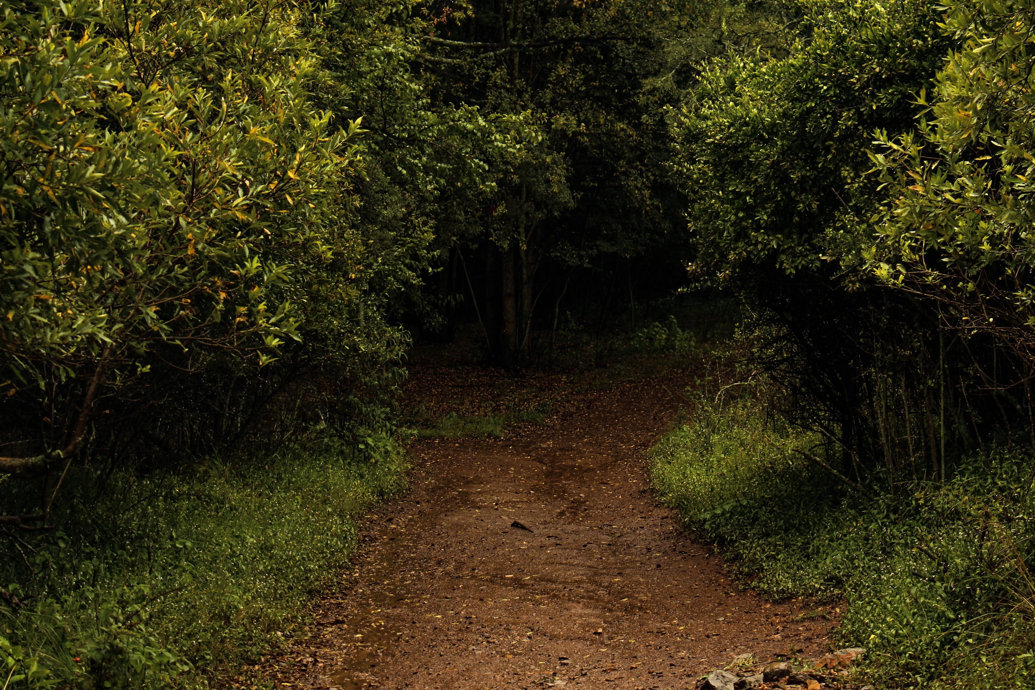 photography, sister, misty, dirt road, outdoors, the way forward, plant, dark, environment, water, travel, non-urban scene, explore, drops, wet, plants, HD Wallpaper