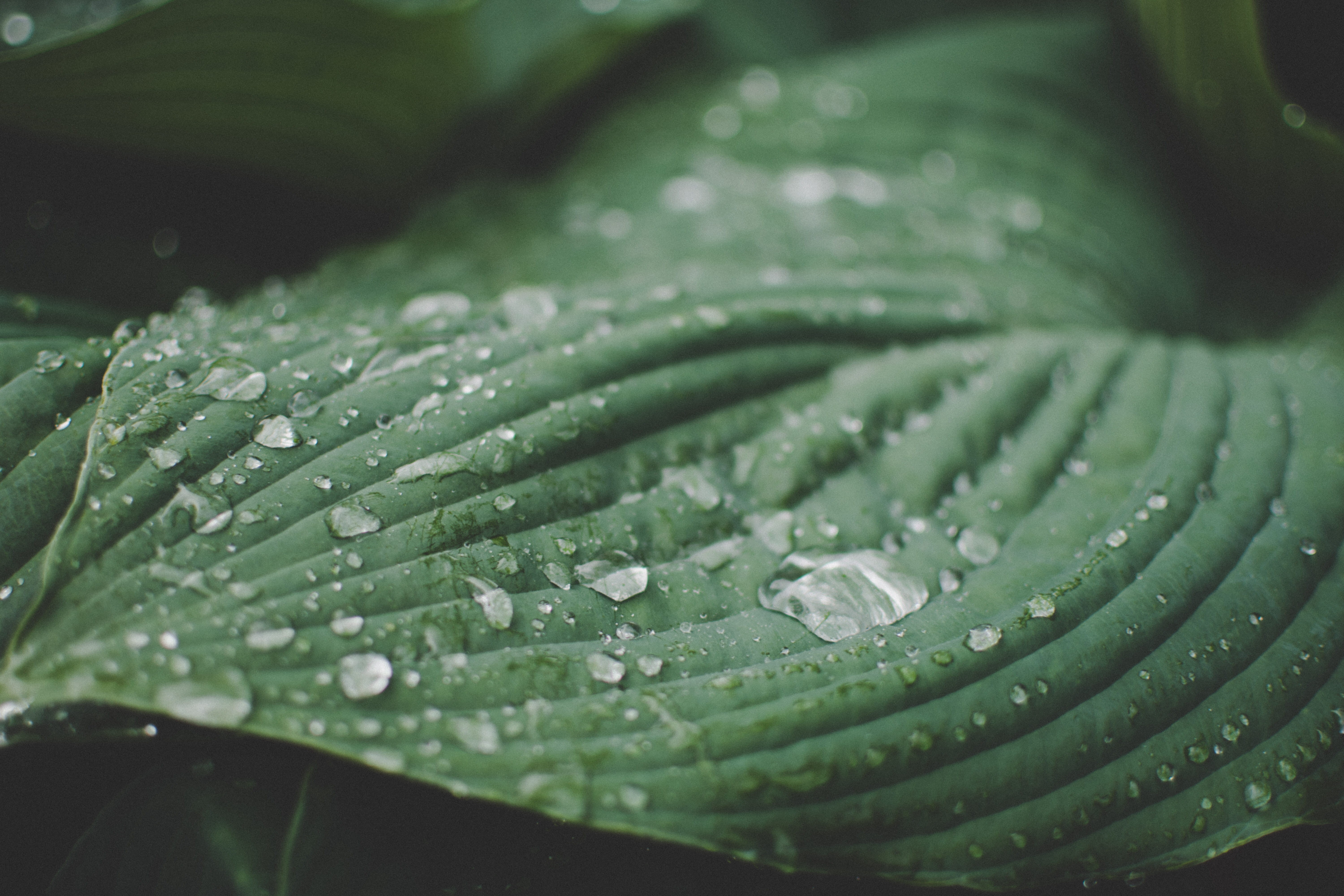 rainy photography, outdoors, beauty in nature, charlotte nc, plants, rain, united states, charlotte, plant, new days ahead, droplets, water, happy plants, HD Wallpaper
