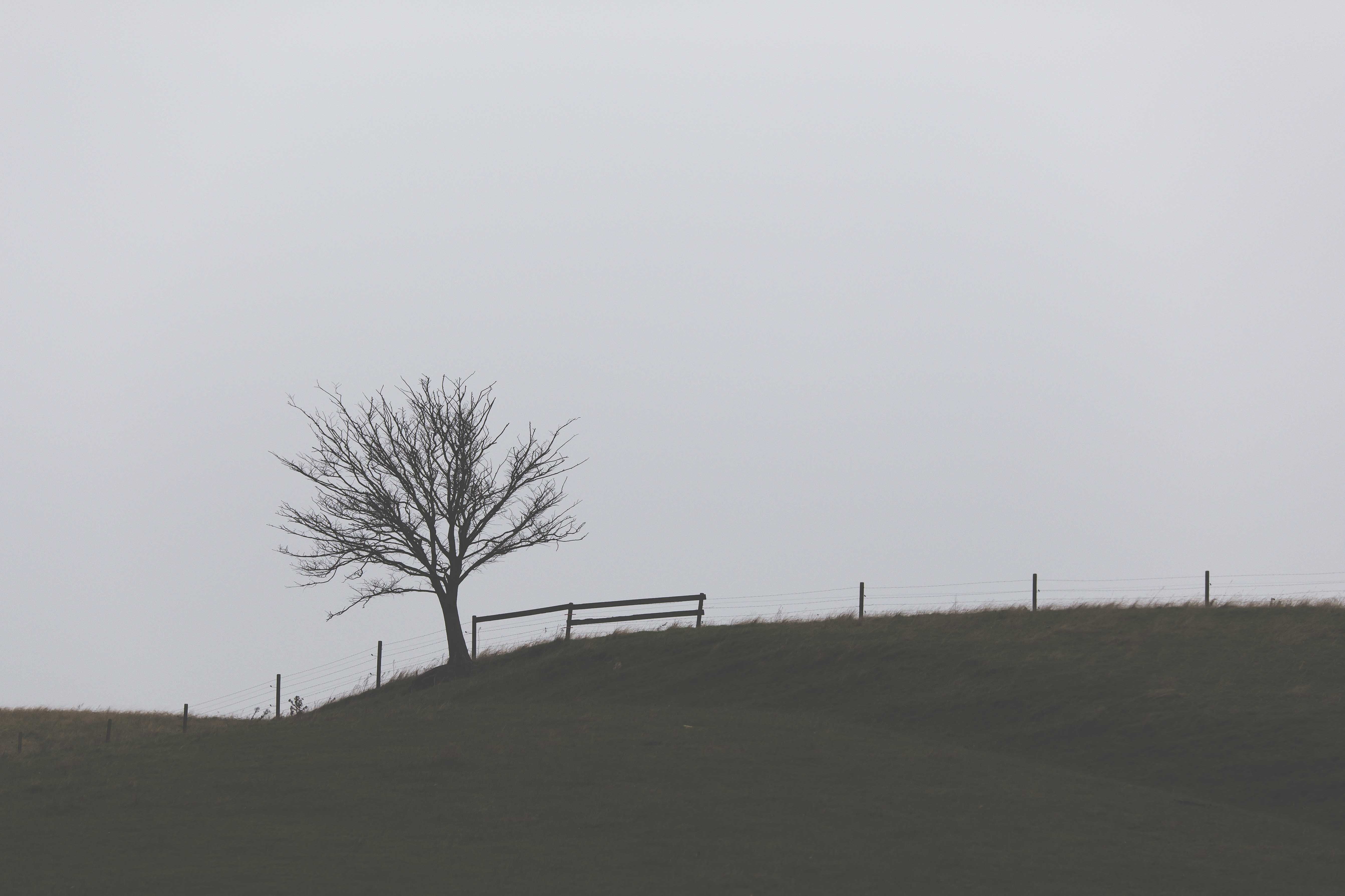 photography, no people, plant, outdoors, sky, scenics - nature, green, daytime, grass, architecture, copy space, fence, tranquility, non-urban scene, tranquil scene, HD Wallpaper