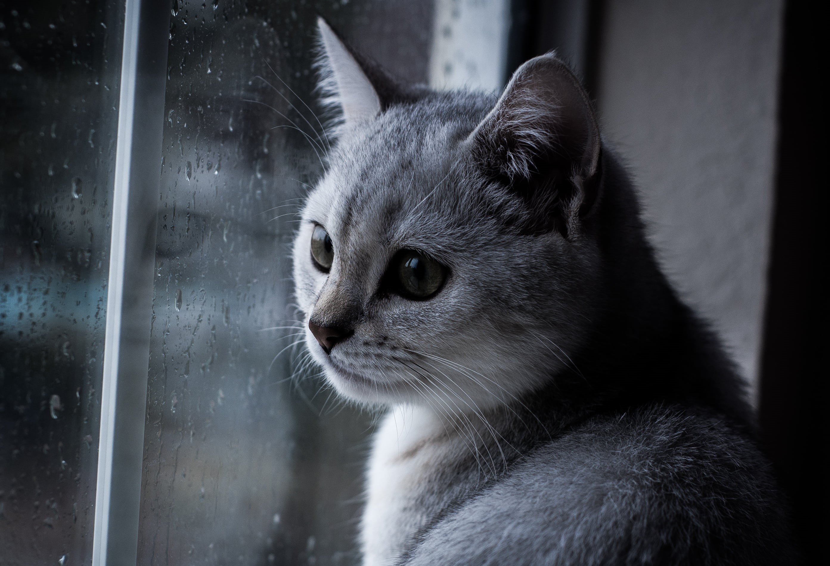 window glass, glass, gray, photography, cute, pets, cat, glass panel, Rainy Day, f/1.8, window, Nikon  d40, animal, 2K, series, british shorthair  cat, HD Wallpaper