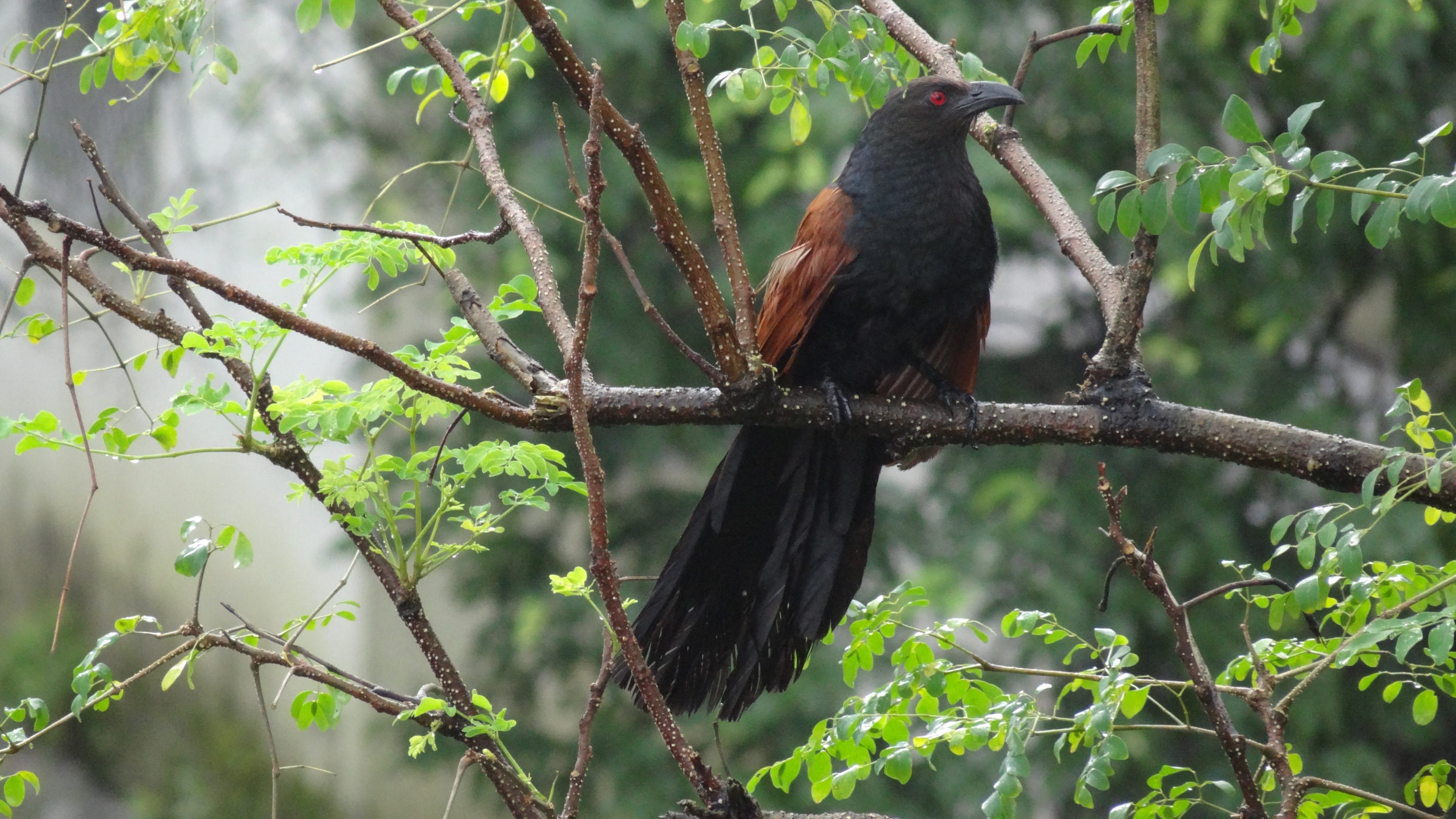 mumbai rains, animals in the wild, 4K, plant part, vertebrate, plant, branch, crow pheasant, bird, animal, growth, leaf, tree, one animal, animal wildlife, HD Wallpaper