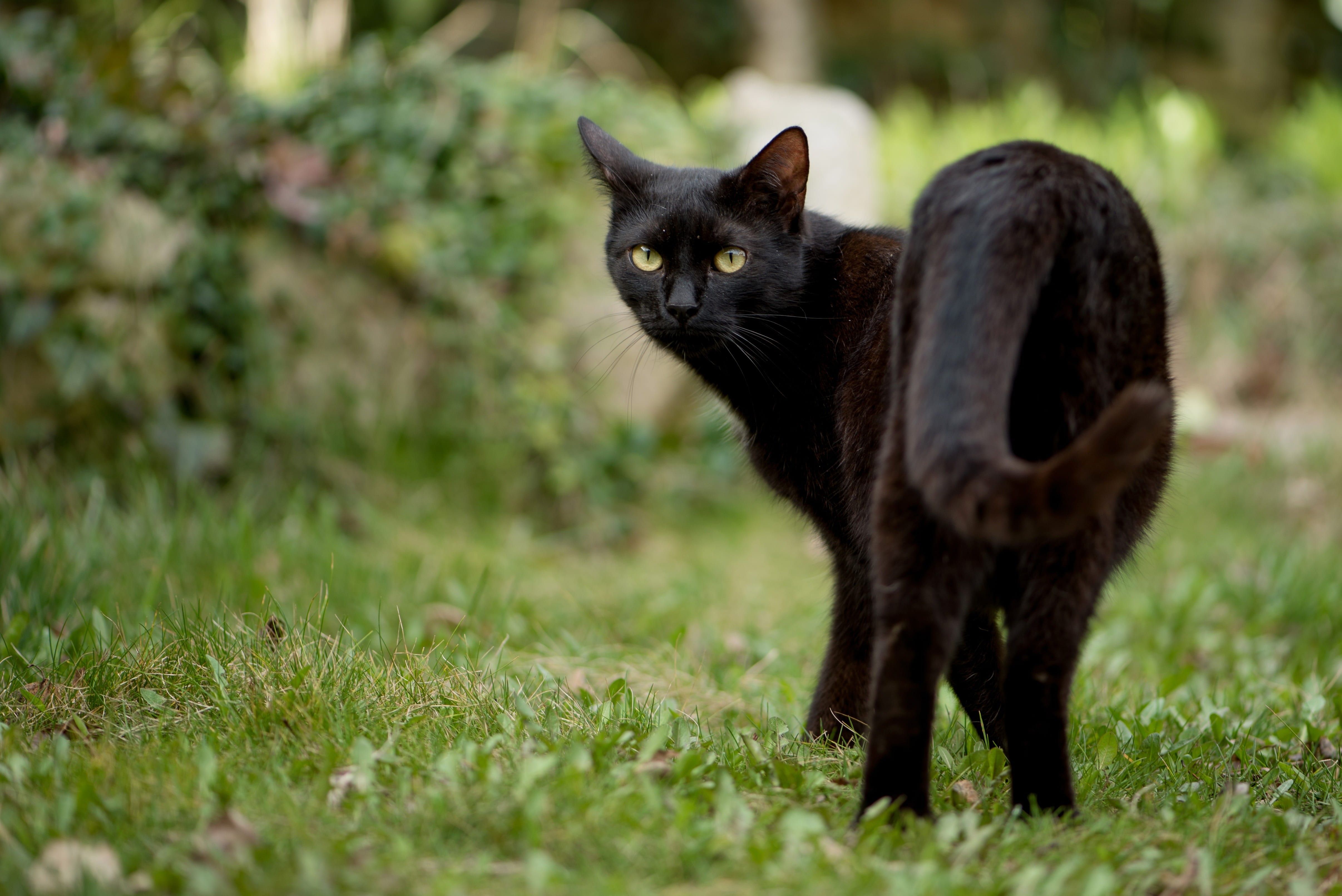 vertebrate, bombay, feline, one animal, nature, black color, standing, portrait, outdoors, black cat, 4K, aggression, animal, looking at camera, domestic cat, HD Wallpaper