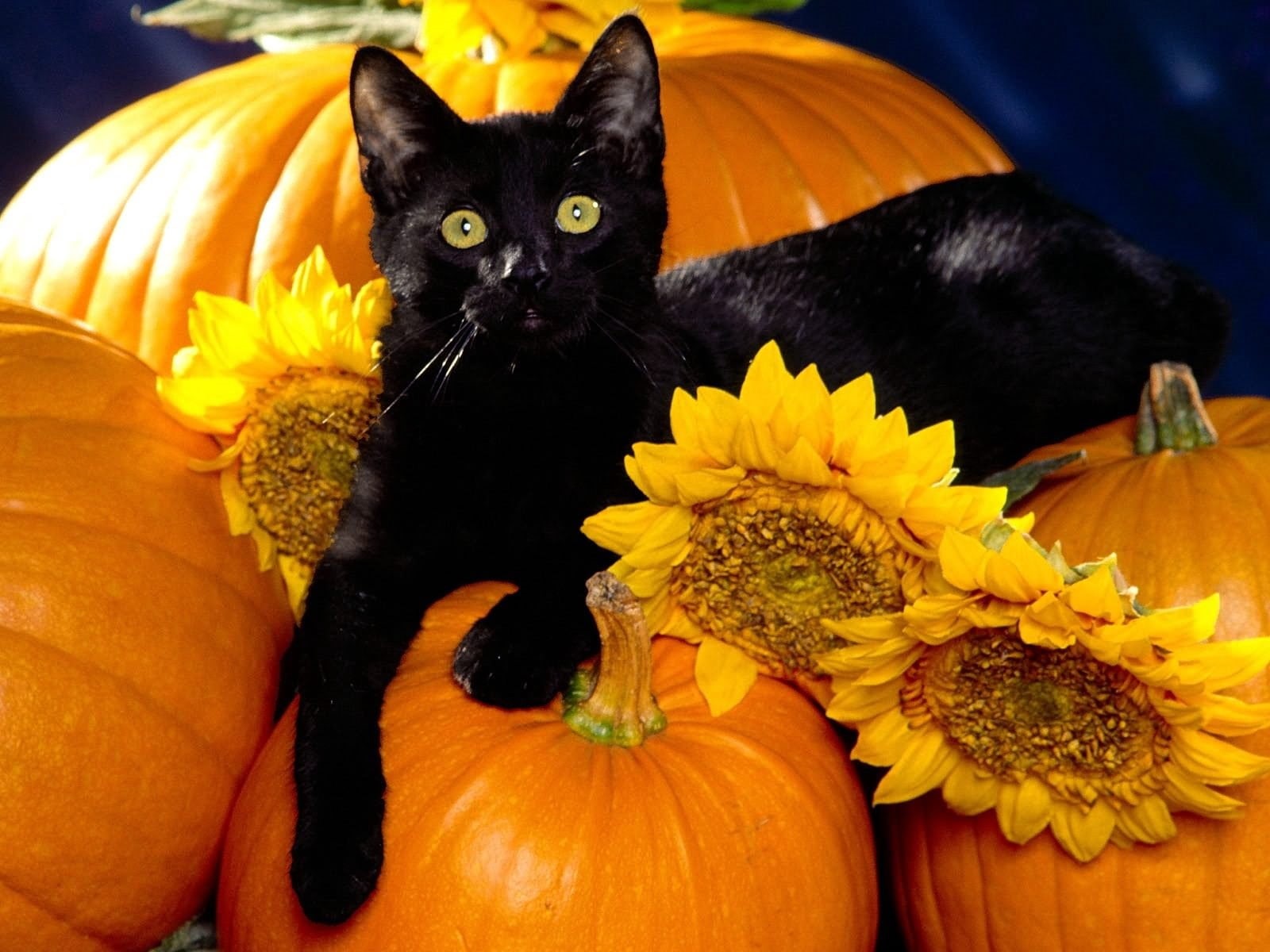 autumn, feline, flowering plant, cat, animal, flower head, portrait, holiday, black Color, mammal, nature, celebration, domestic animals, yellow, looking at camera, HD Wallpaper