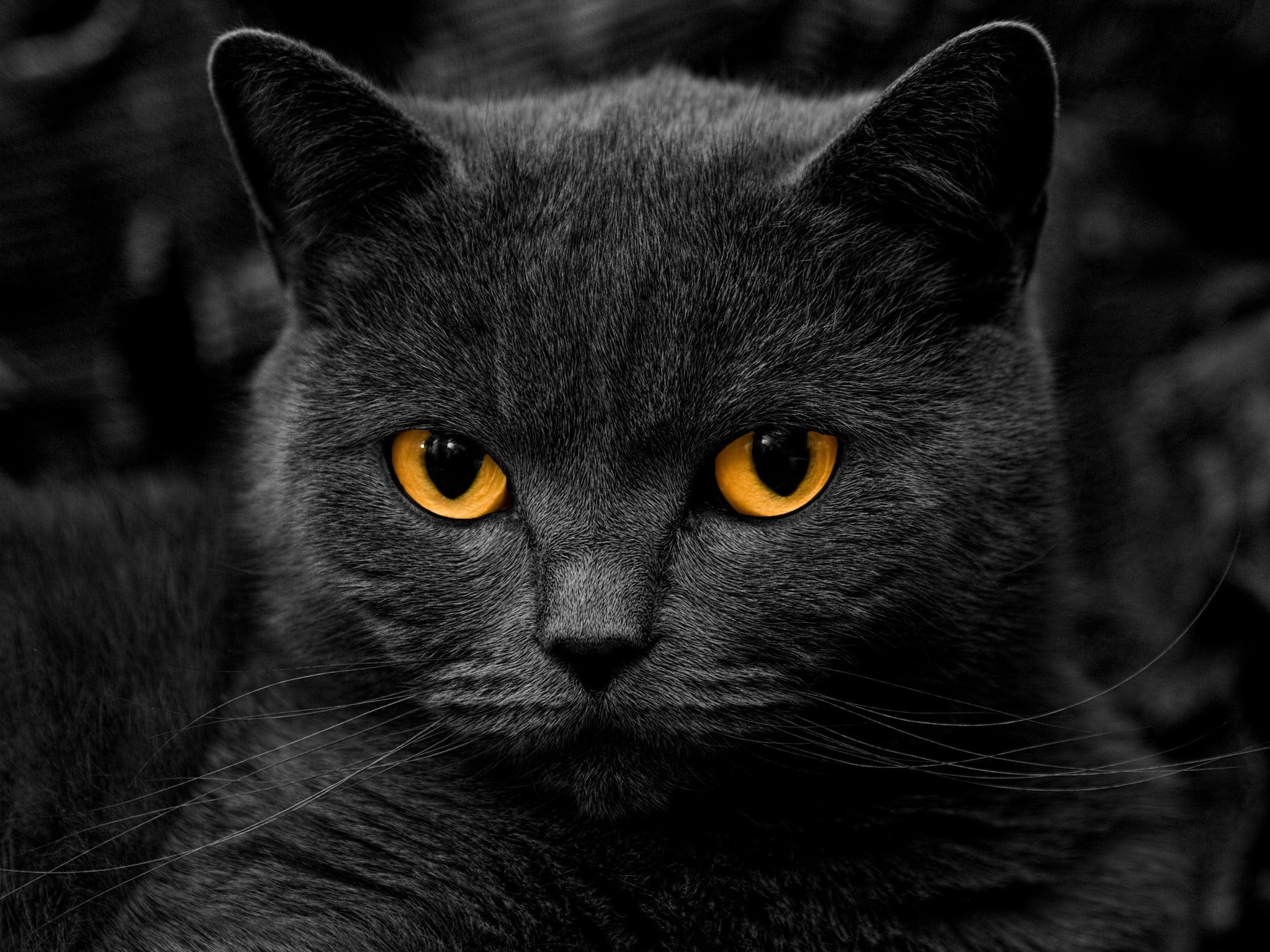 black Color, gray, kitten, whisker, feline, looking, looking at camera, animal Eye, 1080P, young Animal, vertebrate, animal body part, cute, british, fur, HD Wallpaper