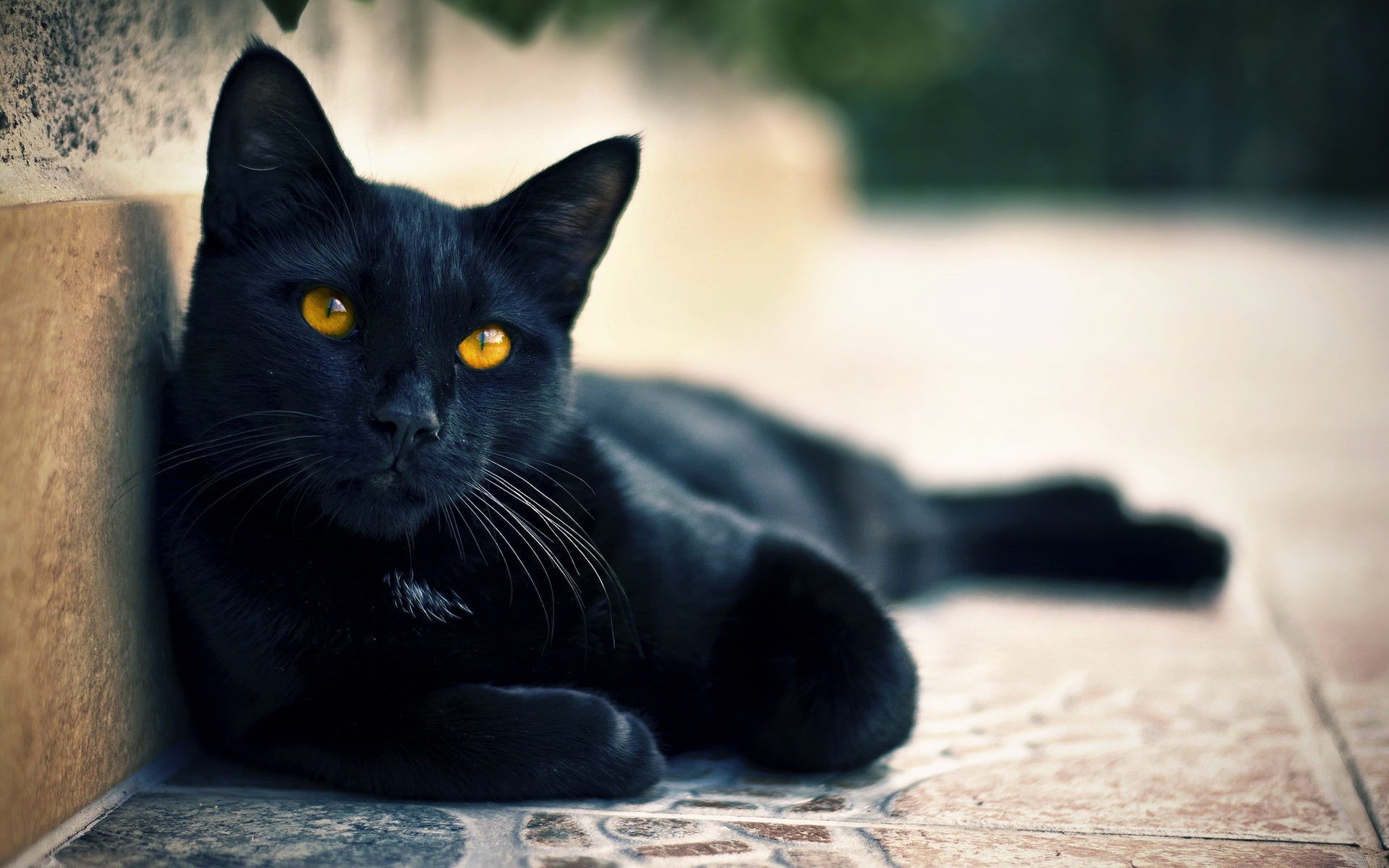 Street, Cat, bombay, Eyes, 1080P, Black, HD Wallpaper