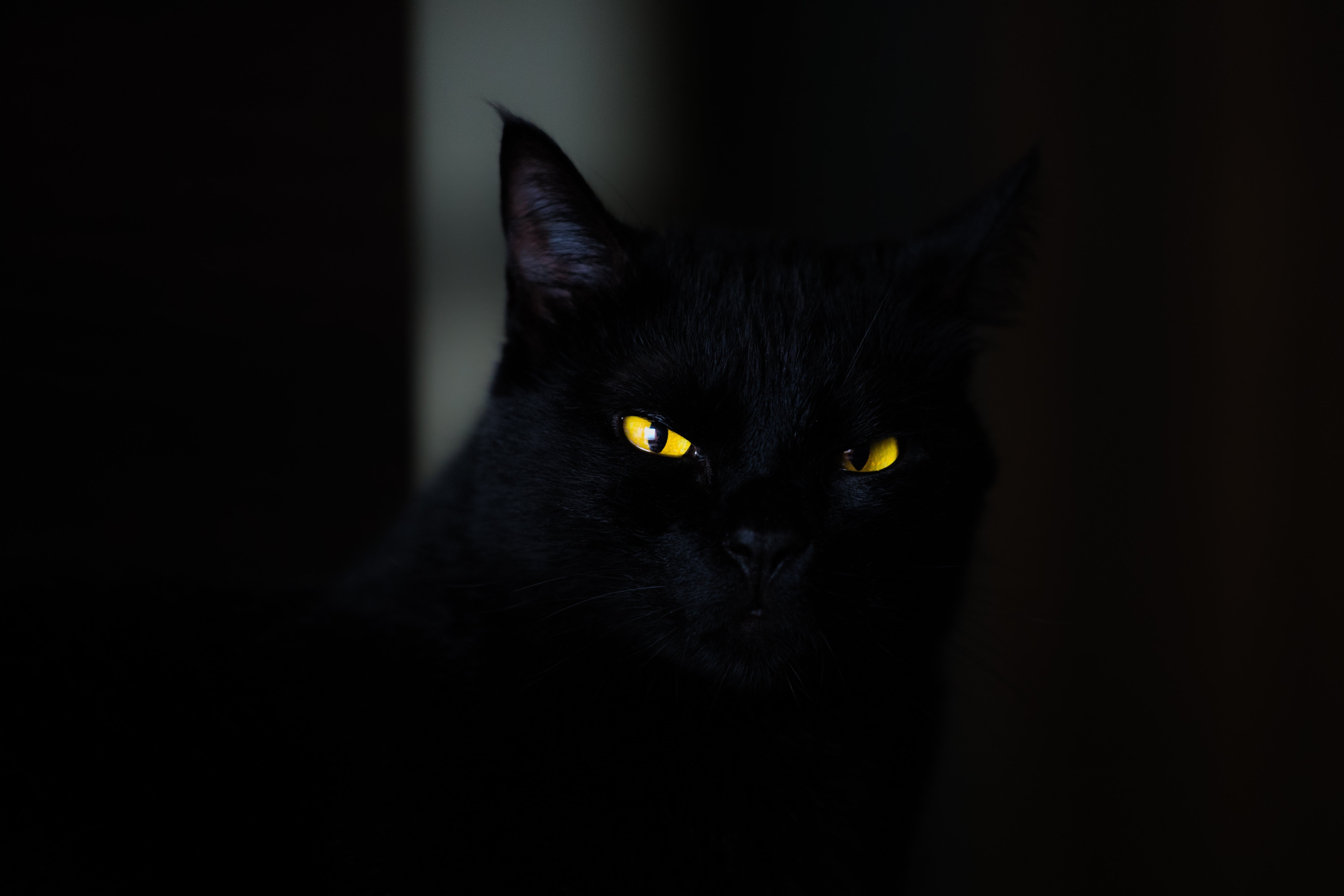portrait, indoors, no people, backgrounds, 5K, black Color, black Background, animal head, night, close-up, feline, black, nature, human Face, bombay, HD Wallpaper