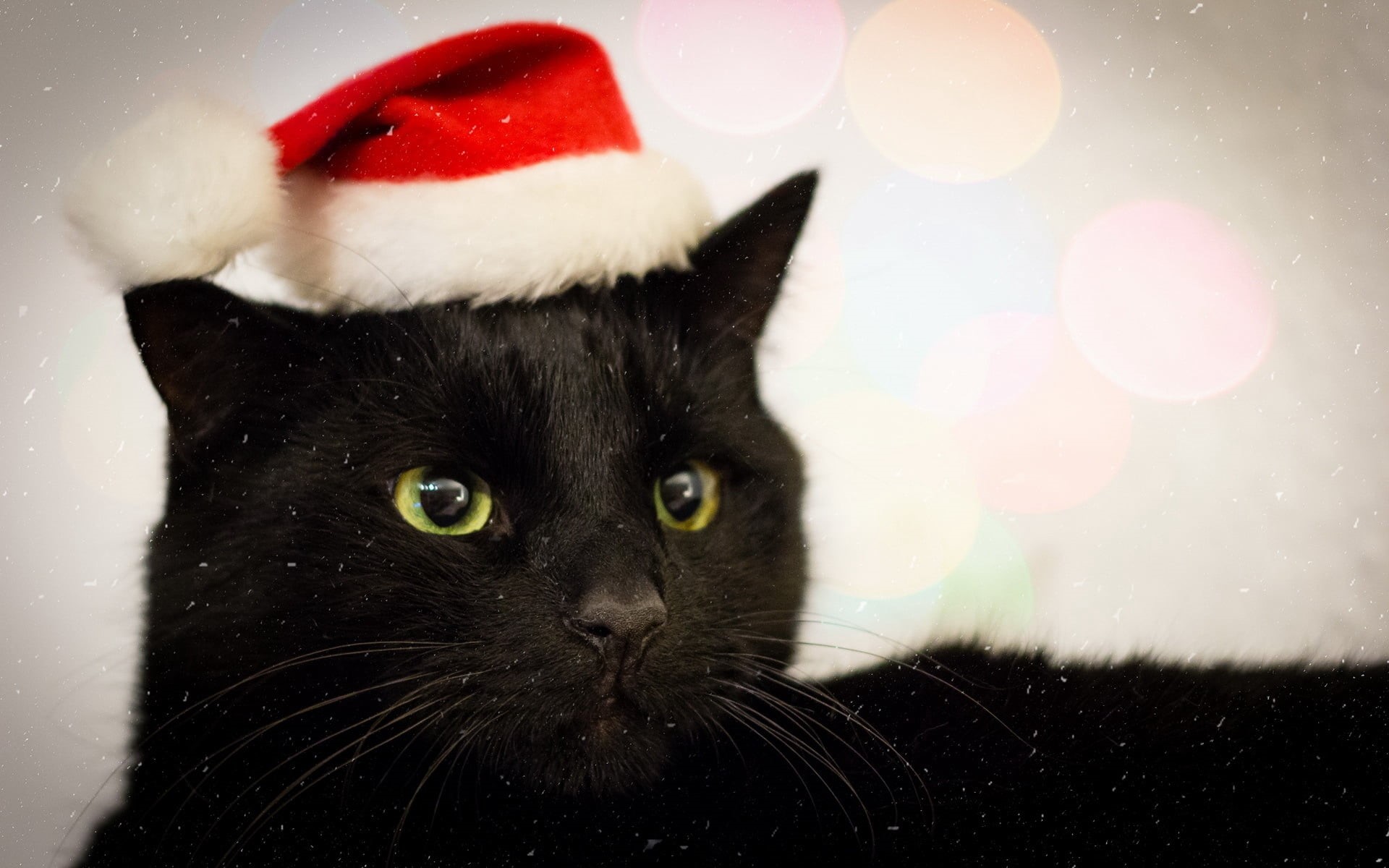 vertebrate, looking, pets, black Color, hat, santa hat, cat, no people, christmas, 1080P, mammal, holiday, bombay, red, cute, feline, close-up, animal, HD Wallpaper