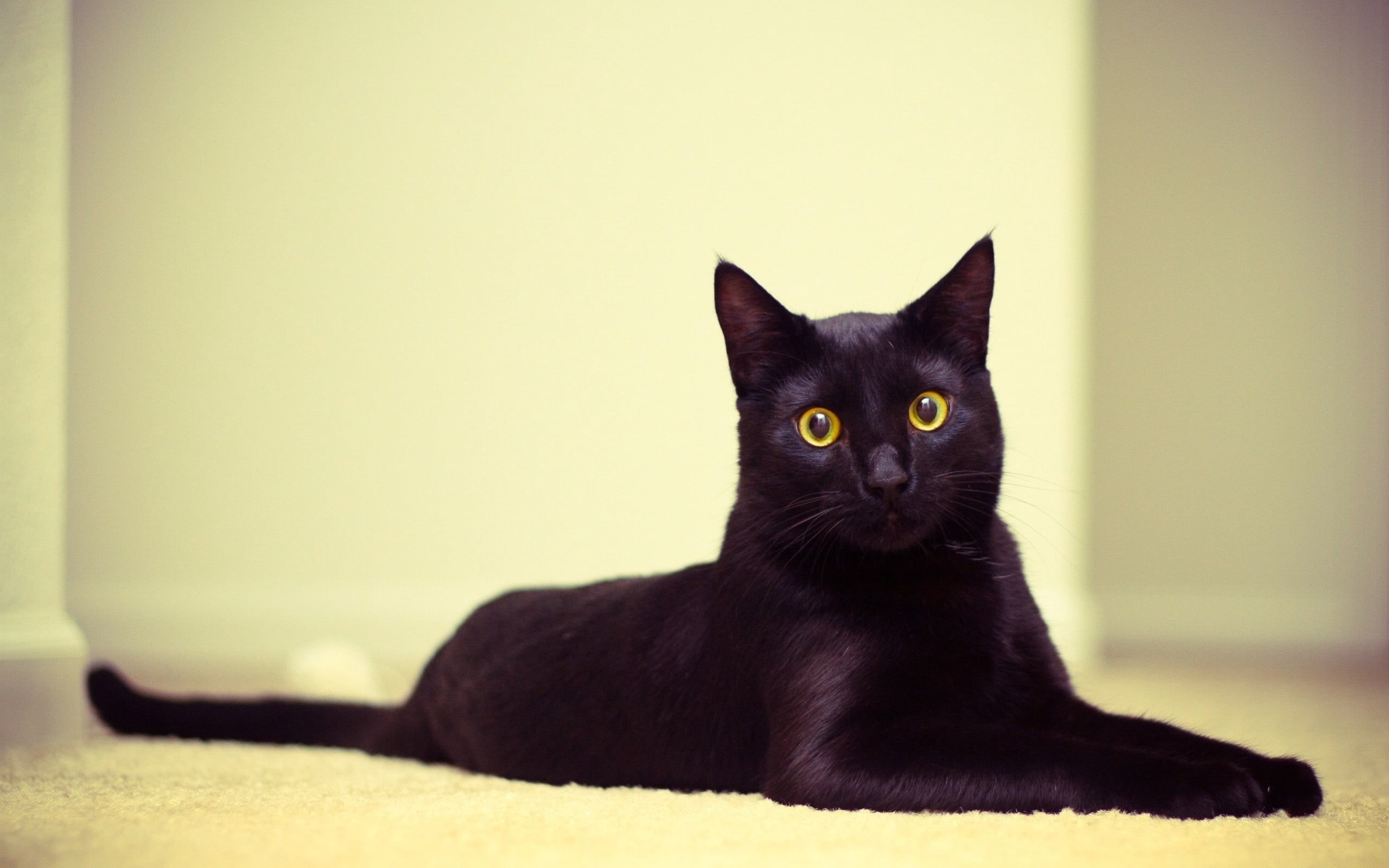 black cat, whisker, feline, one Animal, fur, lying, focus on foreground, looking, domestic, animal, no people, paw, white, beautiful, bombay, domestic Animals, HD Wallpaper
