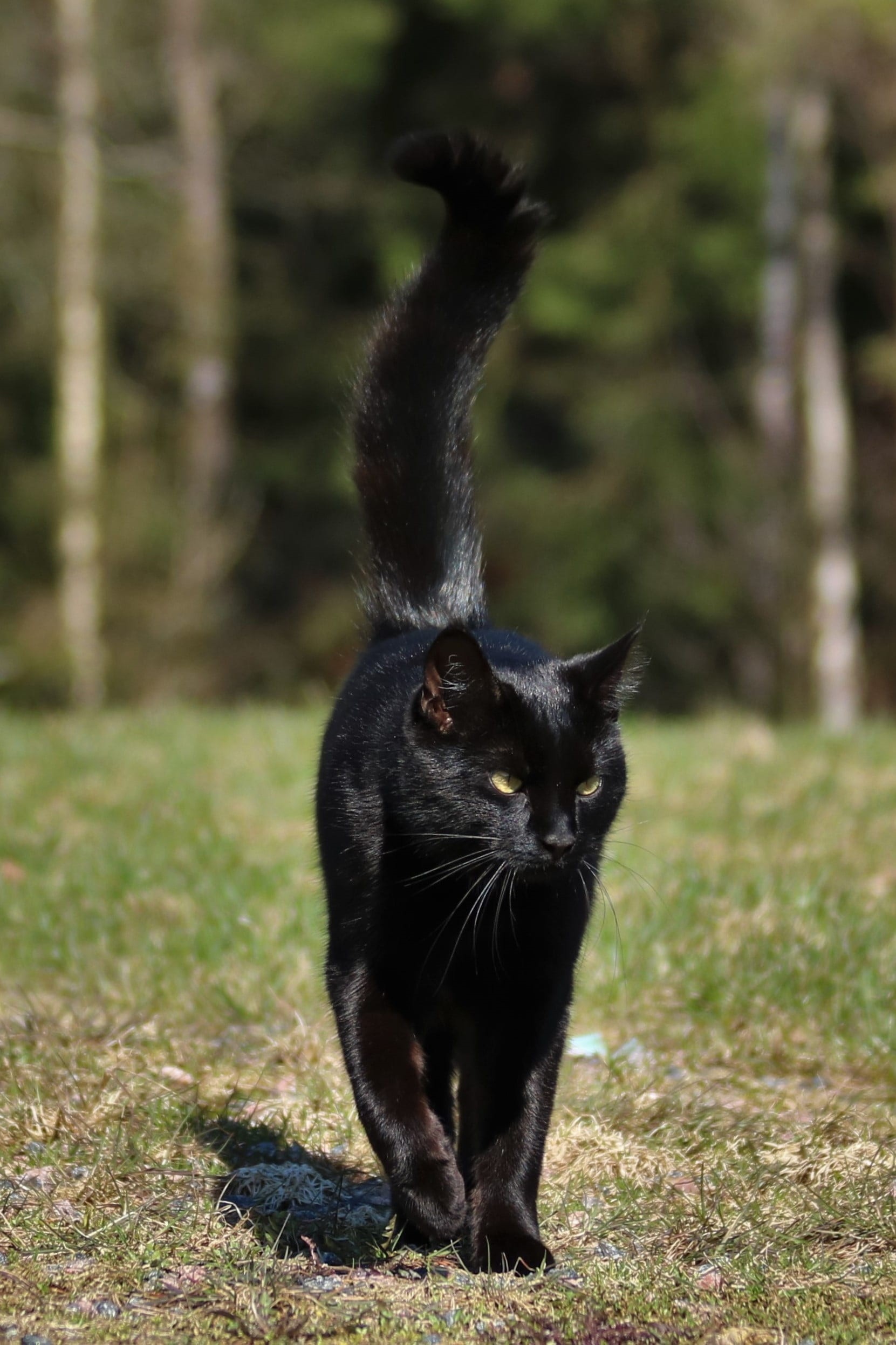 cat, plant, green, animal, domestic animals, black, nature, daytime, no people, day, mammal, vertebrate, whisker, bombay, walking, domestic cat, spring, Phone HD Wallpaper