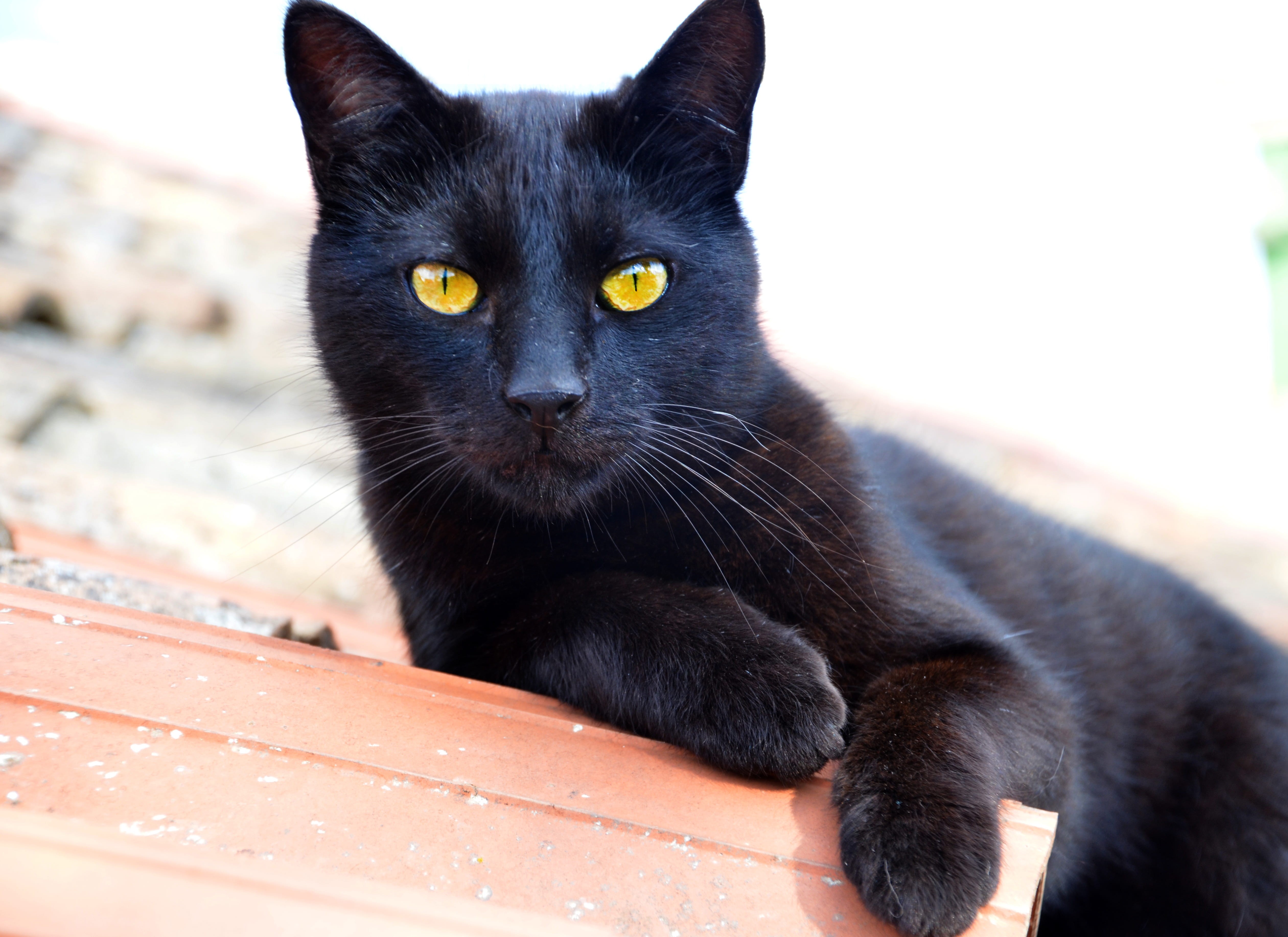 daytime, vertebrate, animal eye, domestic, kitten, wall, one animal, sitting, domestic animals, whisker, 4K, bombay cat, black color, concrete, black, HD Wallpaper