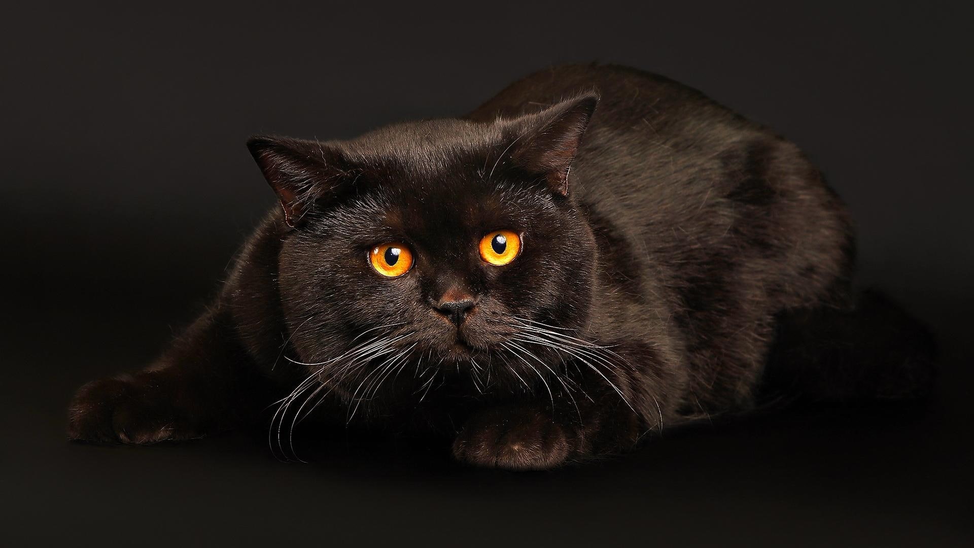 bombay, black, witch craft, animals, cat, kitty, 1080P, witchy, evil, HD Wallpaper