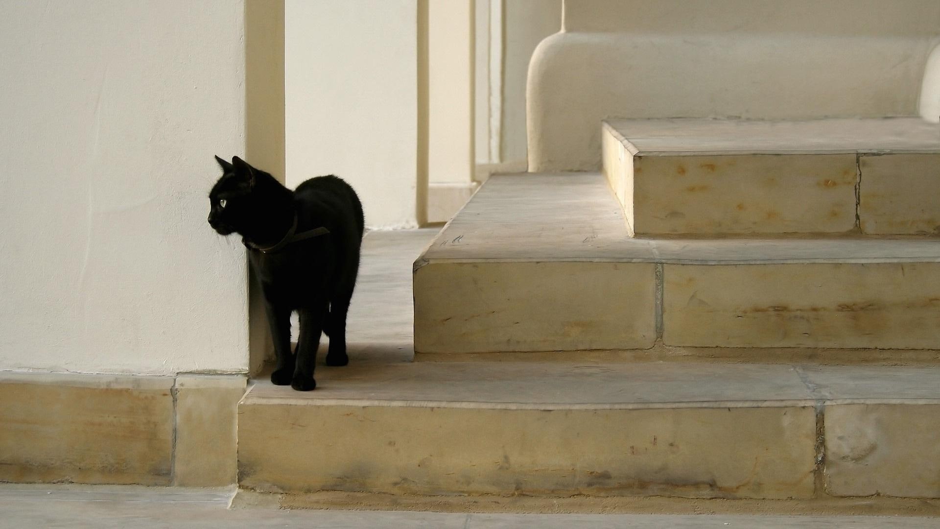 black, 1080P, cat, animals, 1920x1080, stairs, bombay, HD Wallpaper