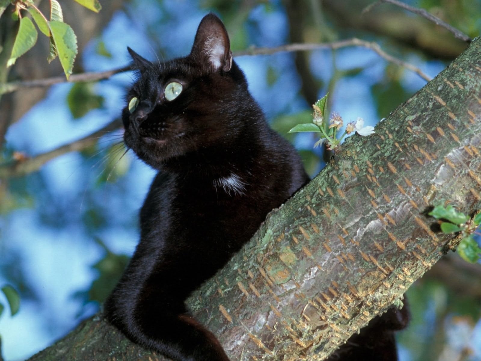 feline, black, bombay, no people, vertebrate, mammal, tree, animals in the wild, focus on foreground, animal wildlife, nature, day, domestic animals, branch, HD Wallpaper