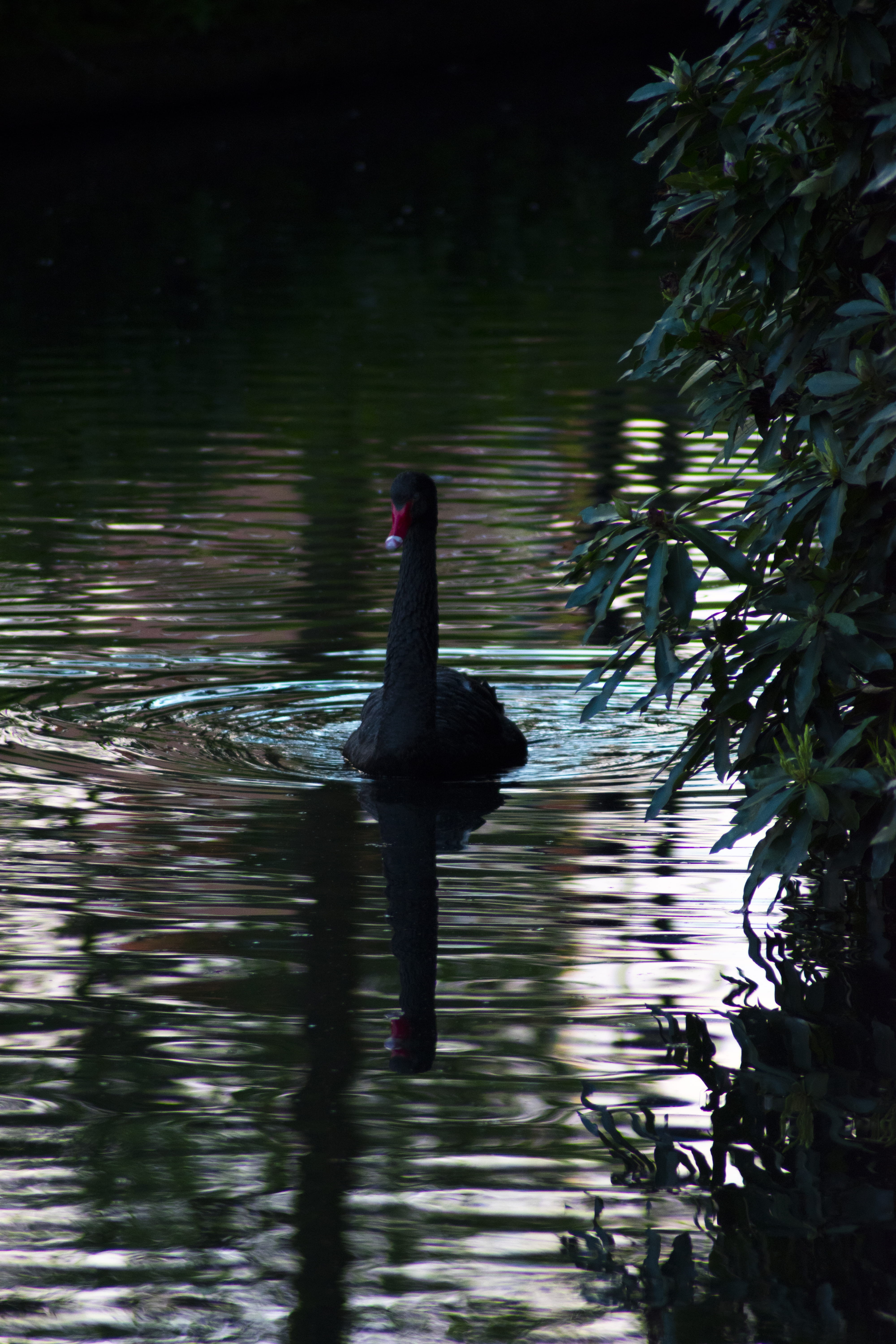 reflejo, naturaleza, outdoors, animal, vertebrate, reflection, swan, waterfront, bird, nature, water bird, bike, lake, transportation, black swan, no people, Phone HD Wallpaper