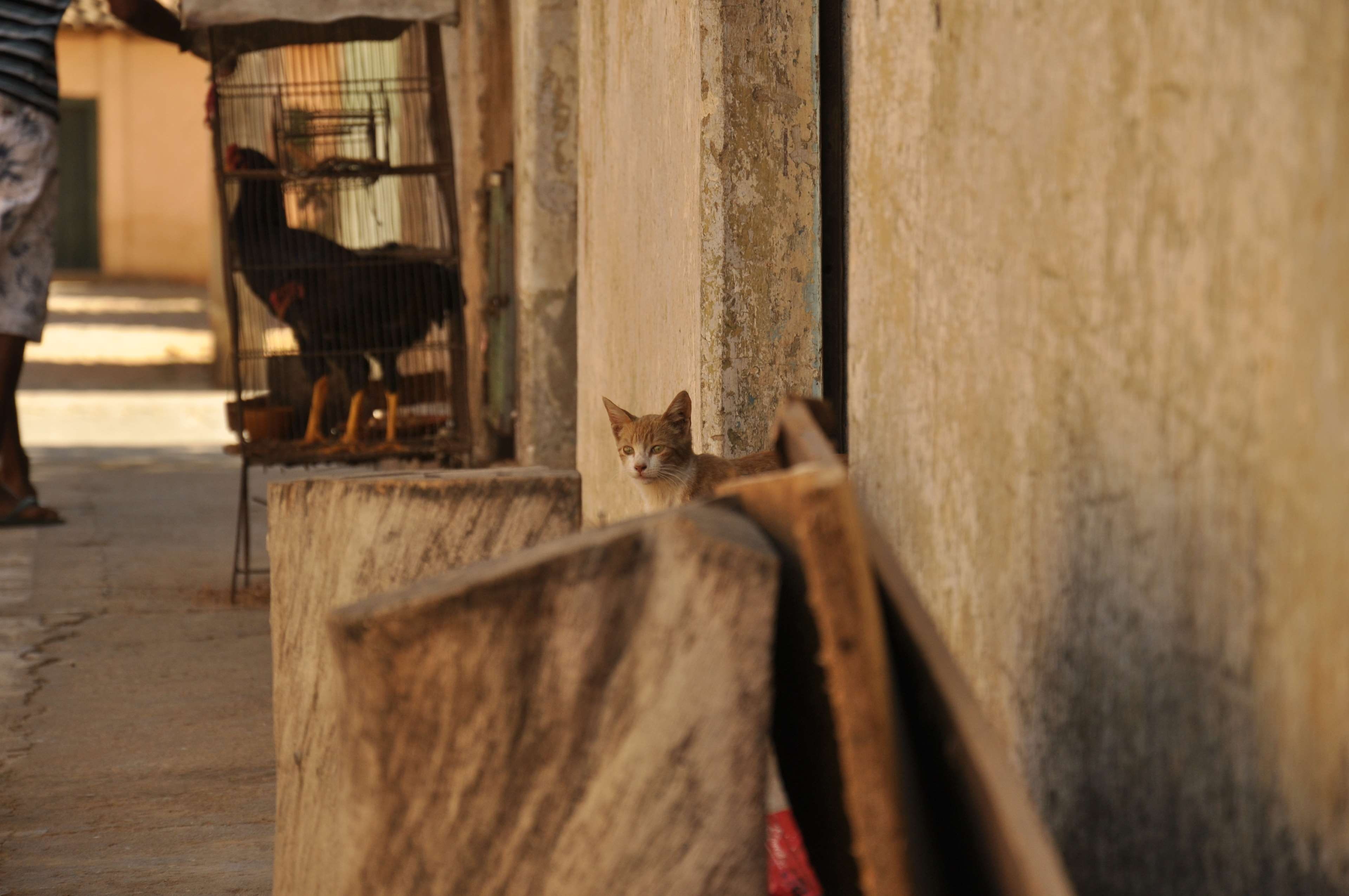 jequitinhonha, chicken, relaxation, cidade, no people, streat, cat, house, feline, animal themes, wall - building feature, domestic animals, rio, casa, HD Wallpaper
